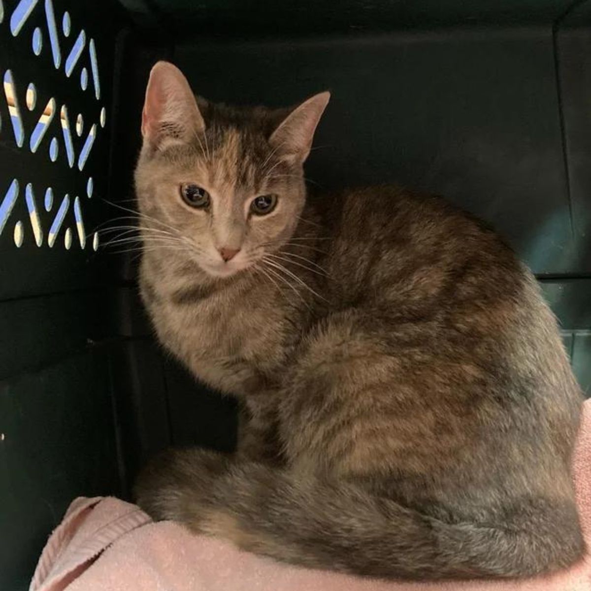 rescued cat