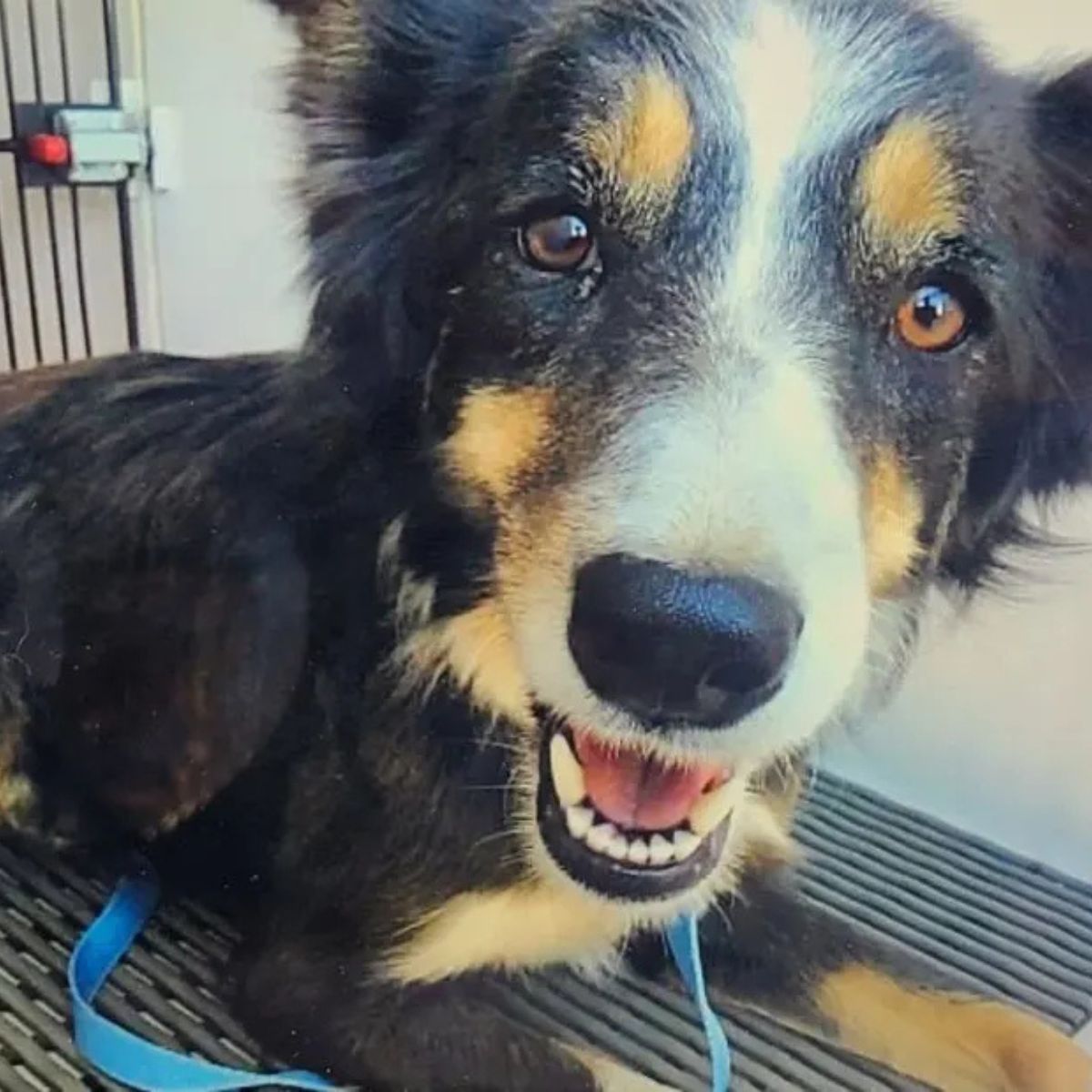 rescued dog