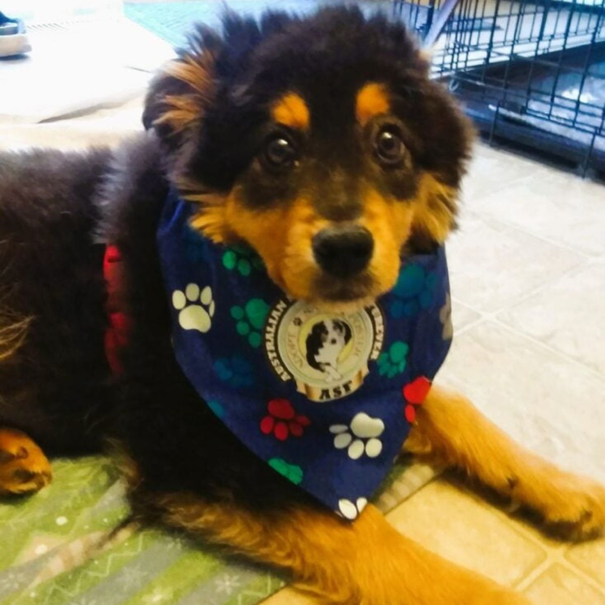 rescued dog