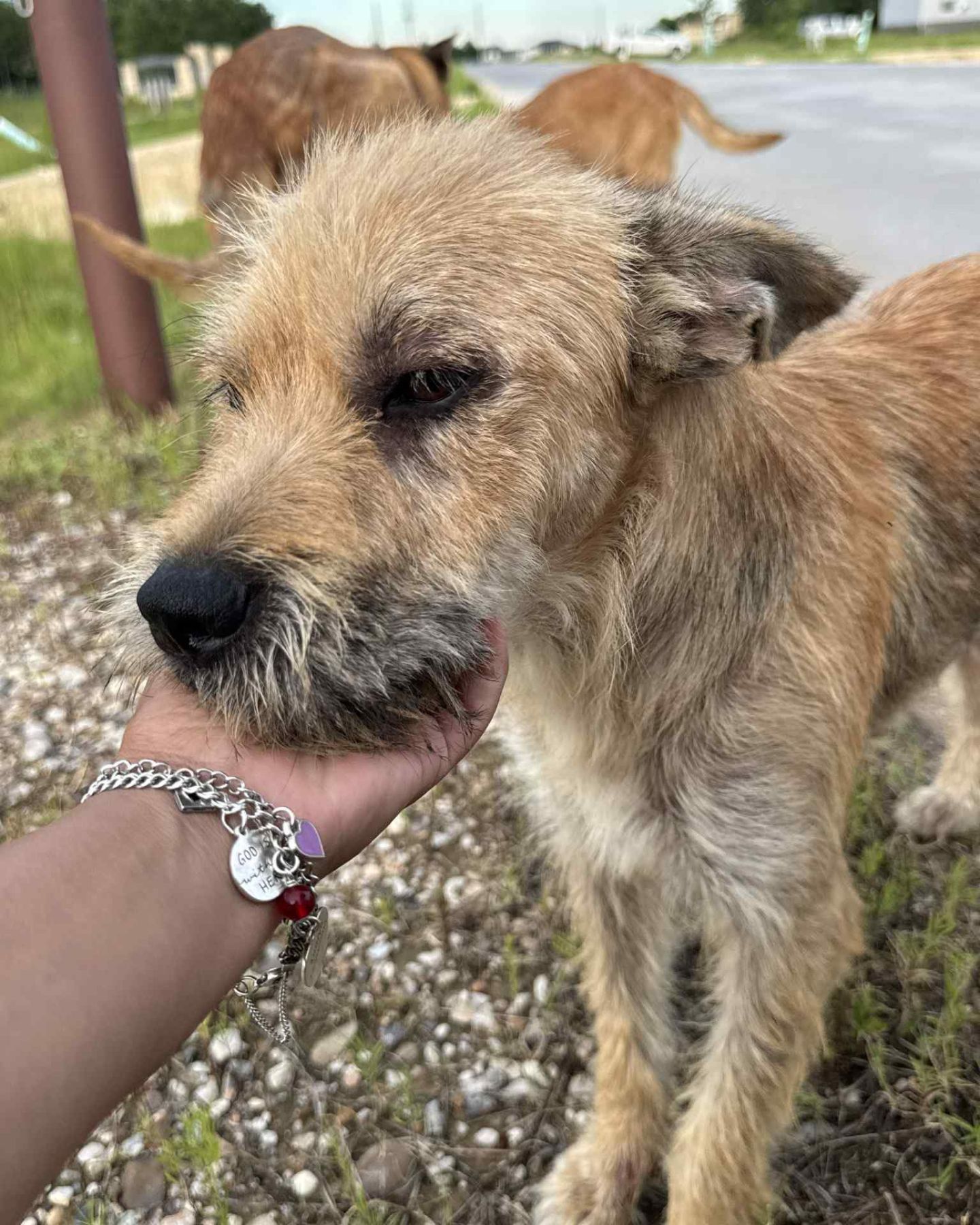 rescued dog