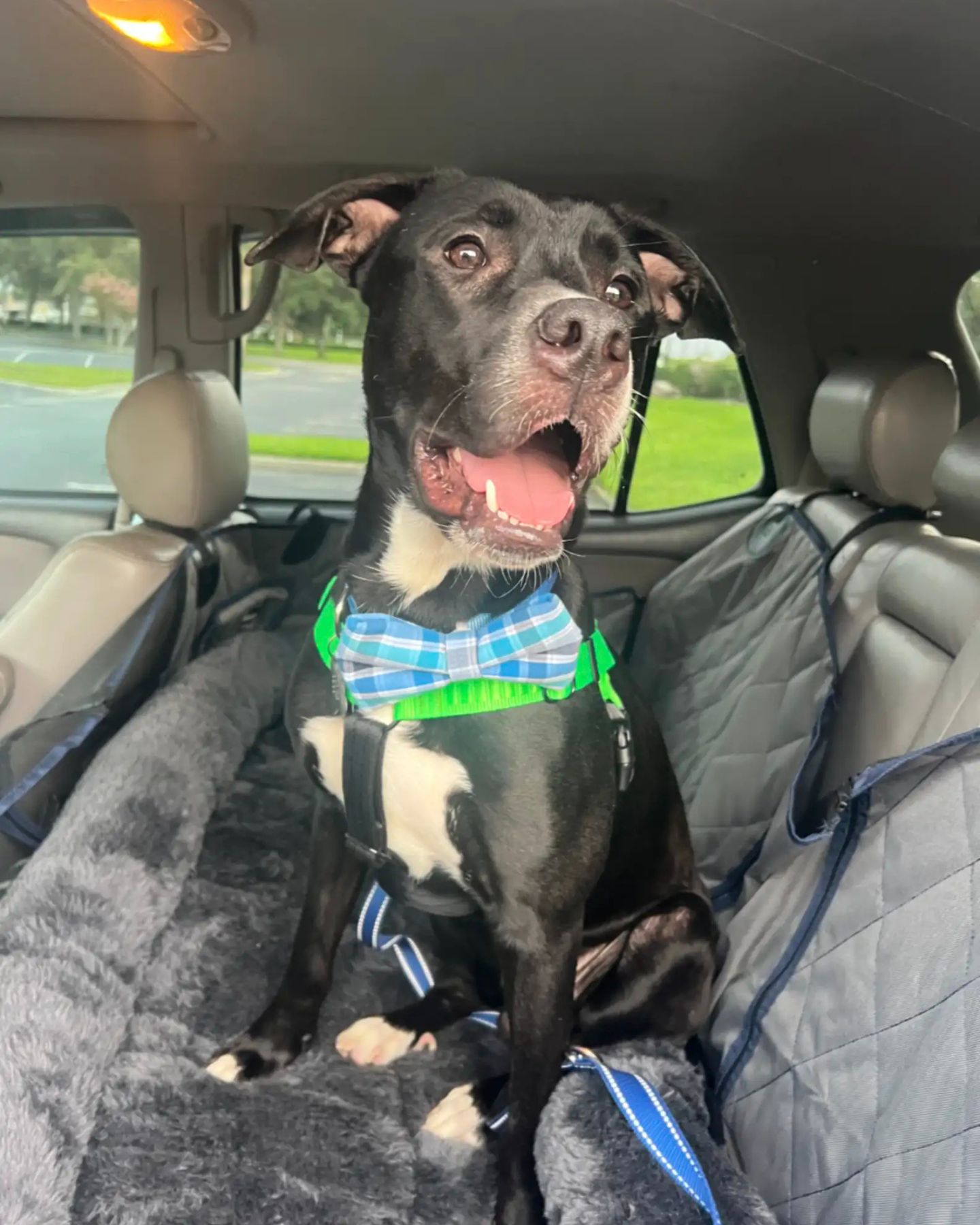 rescued dog sitting in the car