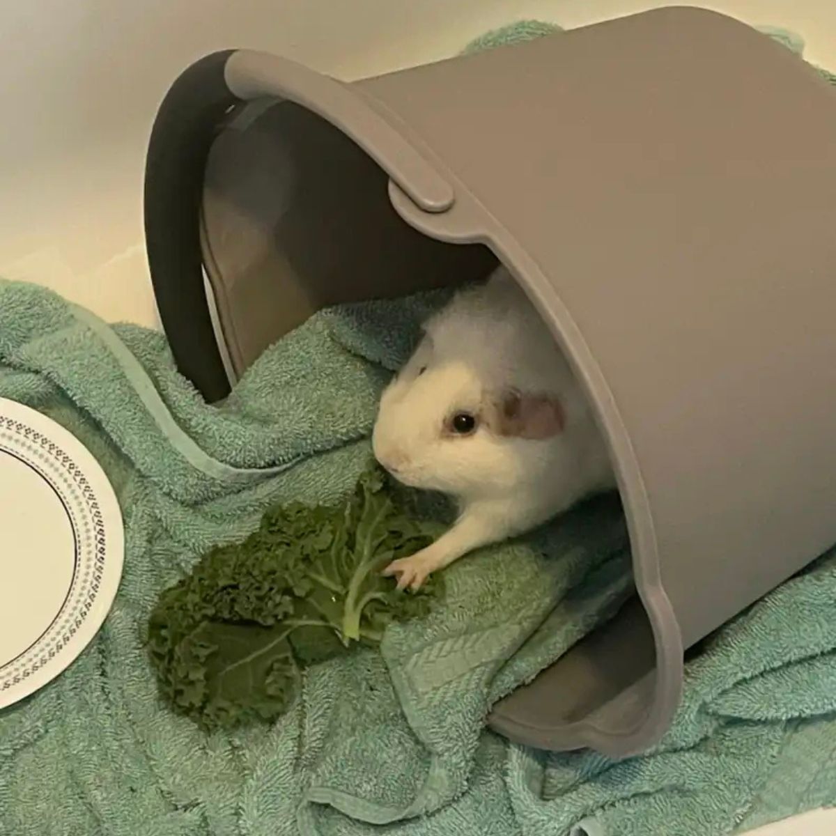 rescued guinea pig