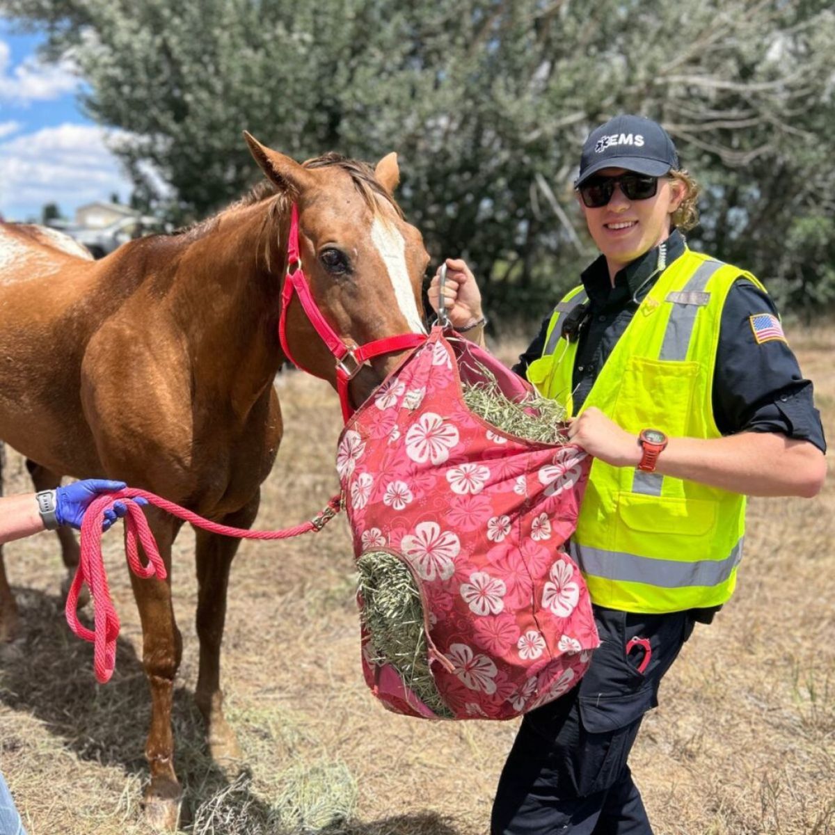 rescued horse recovers and eats