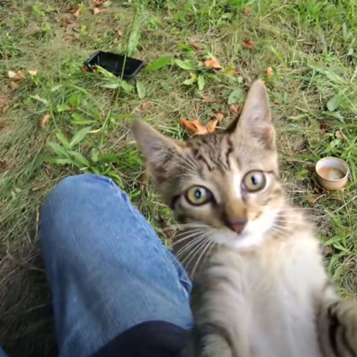rescued kitten