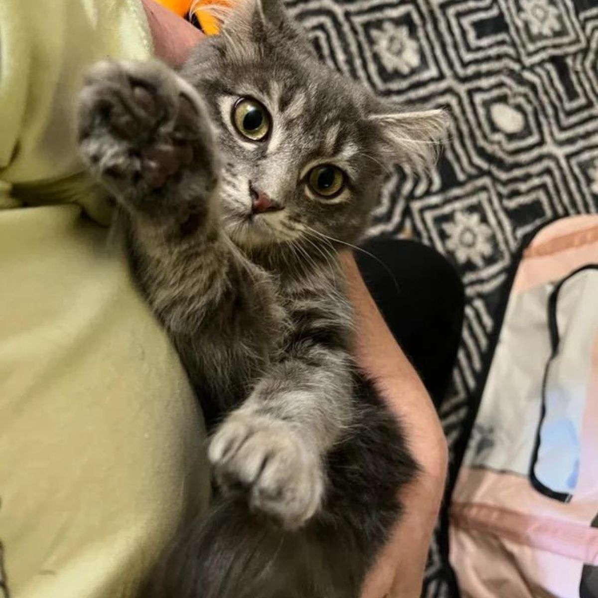 rescued kitten
