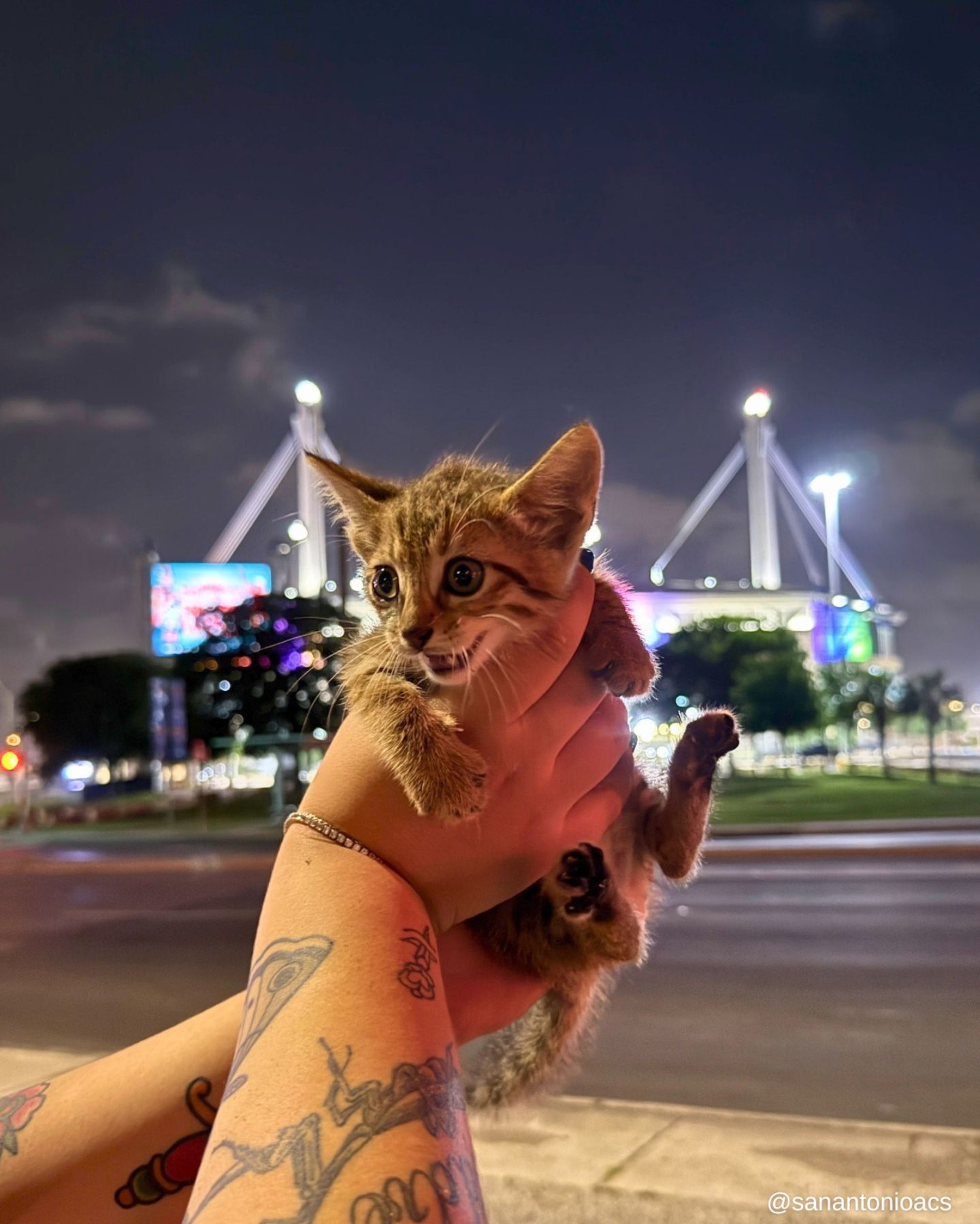 rescued kitten held in hands
