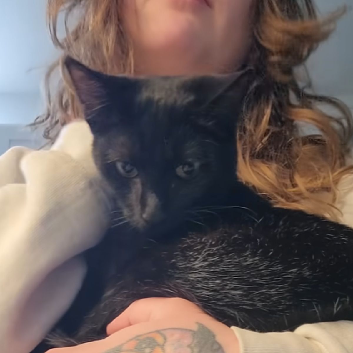rescued kitten in woman's arms