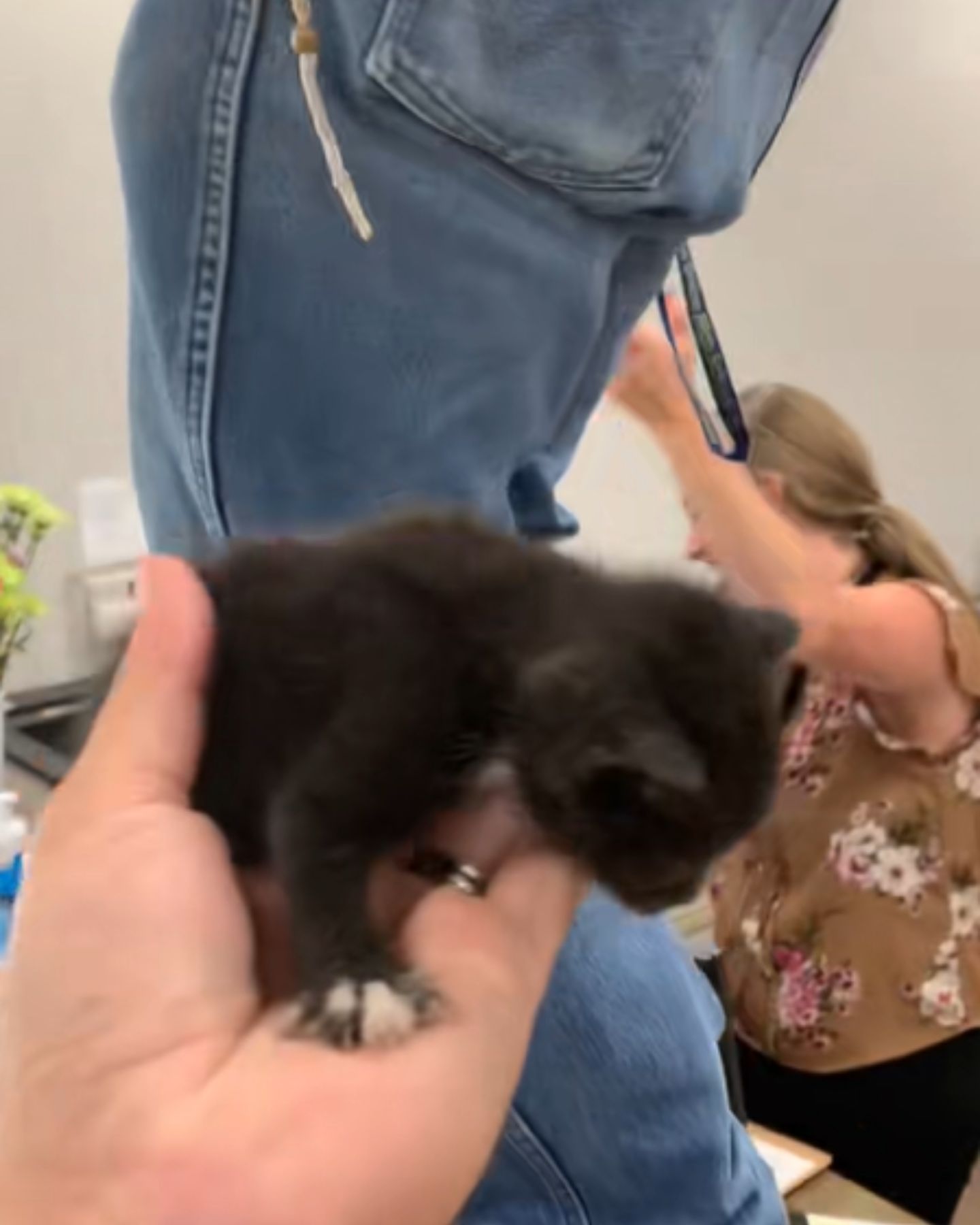 rescued kitten