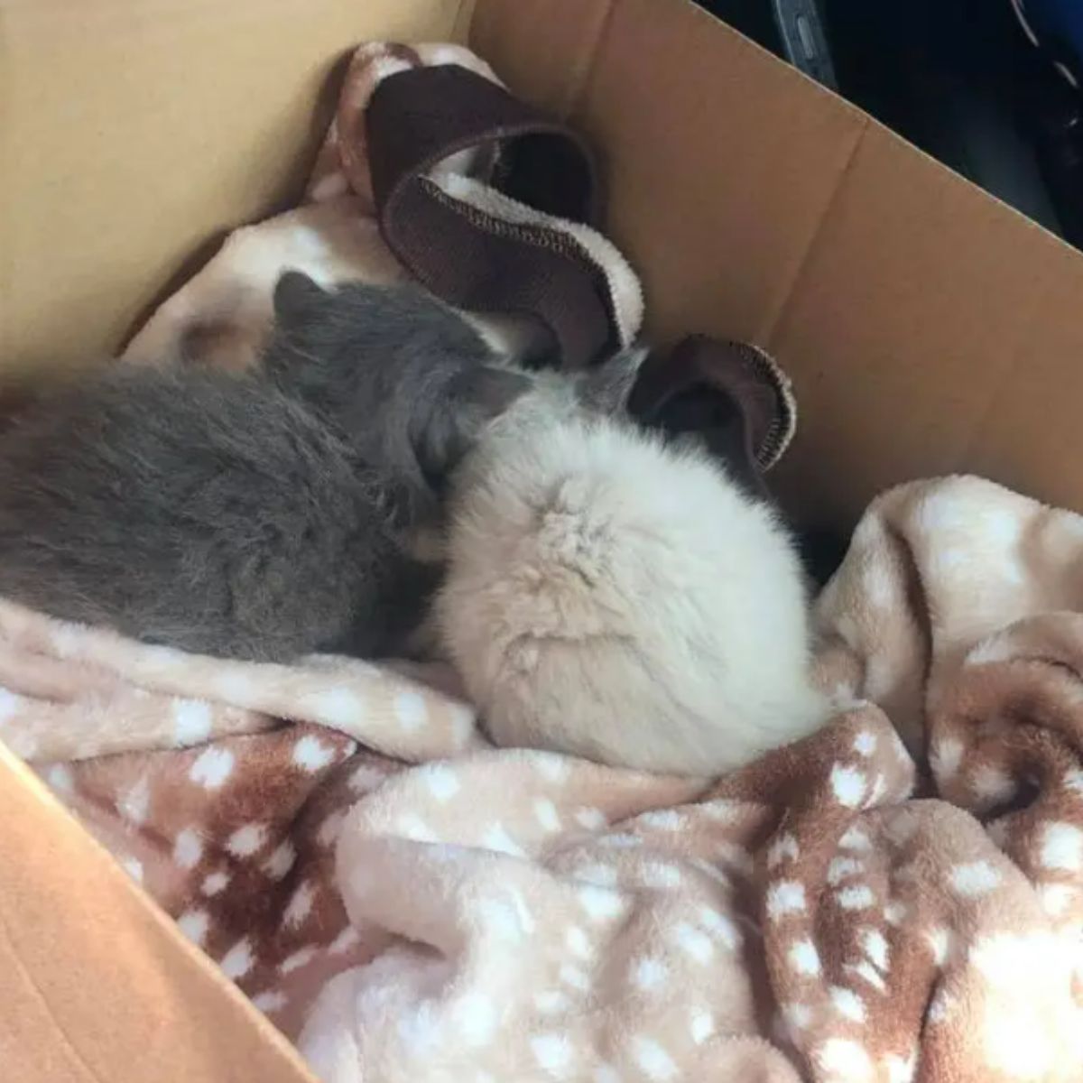 rescued kittens in a box