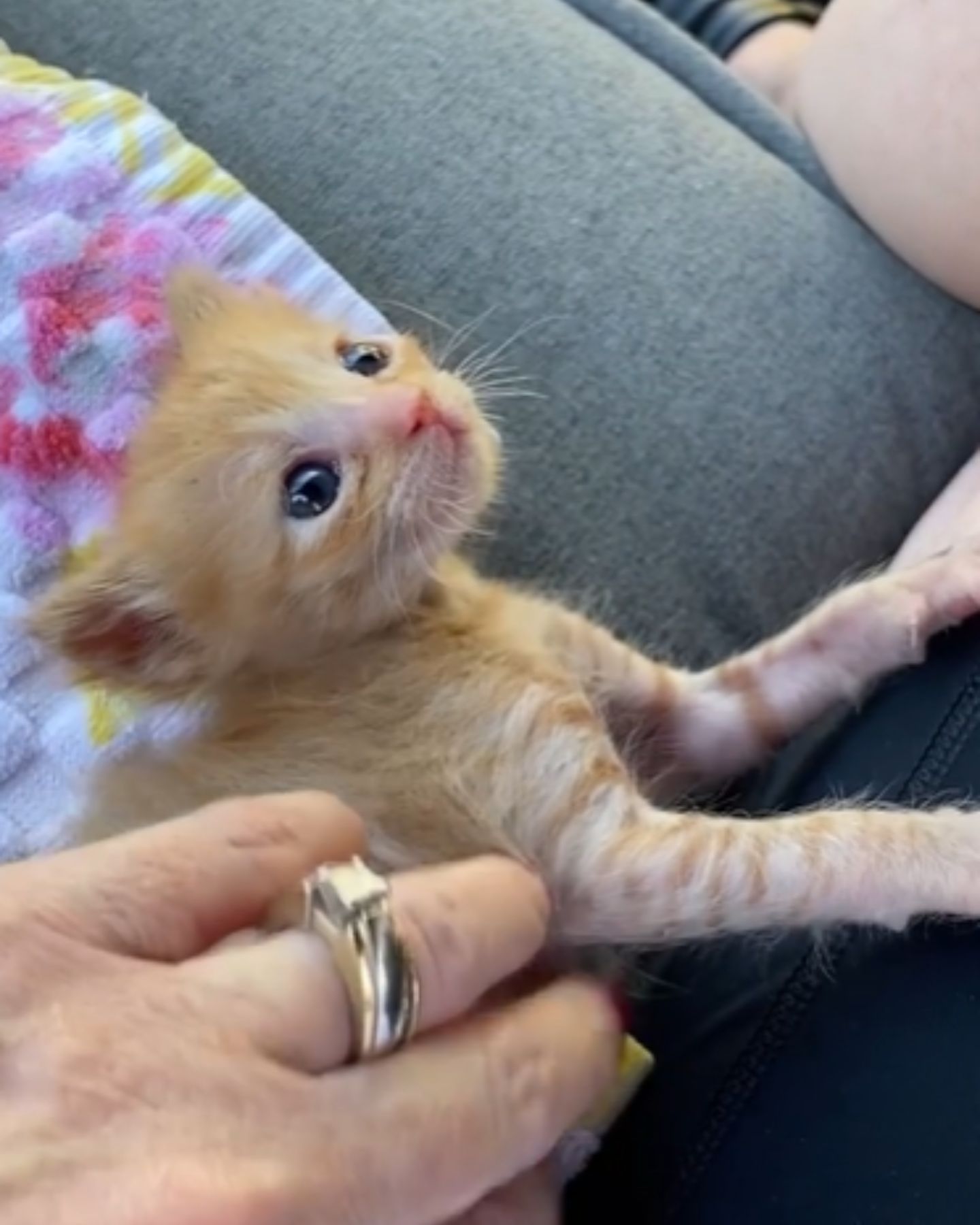 rescued orange kitten