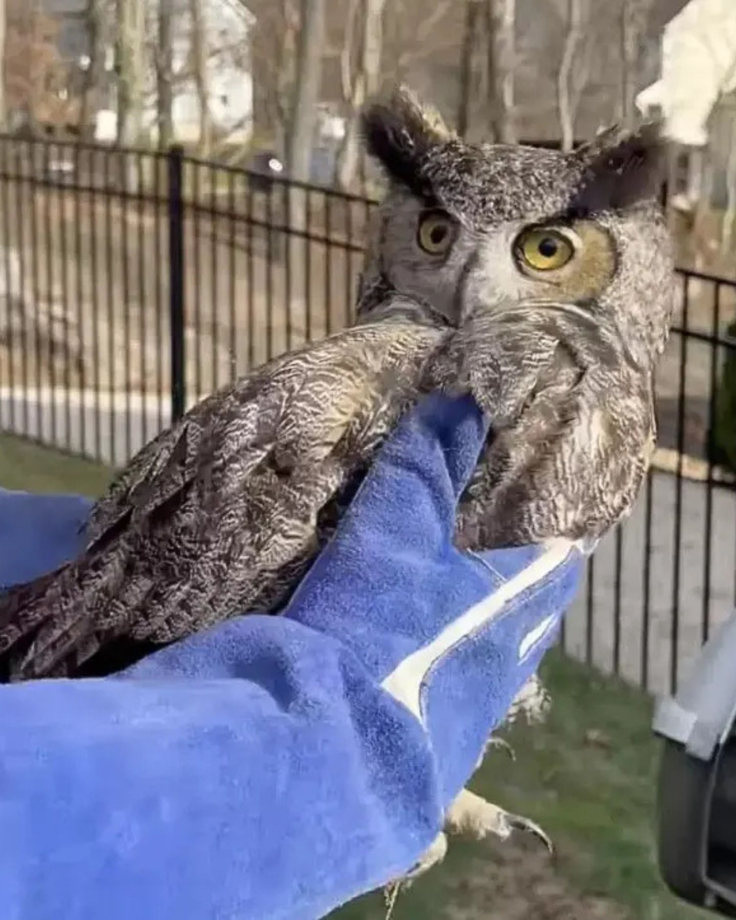 rescued owl
