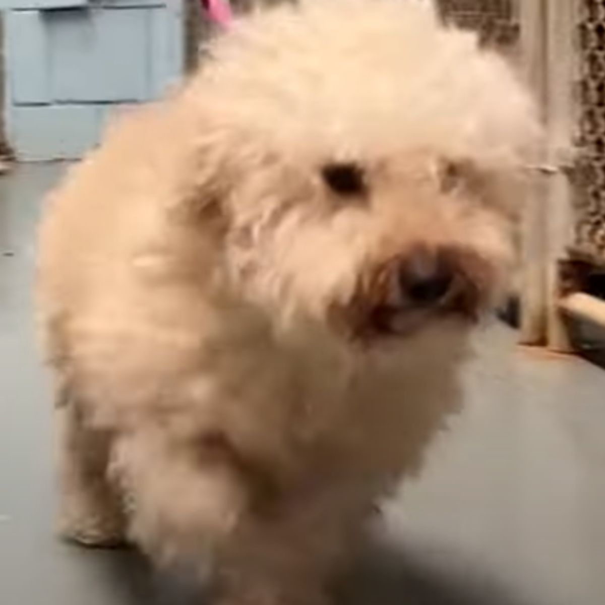 rescued pup