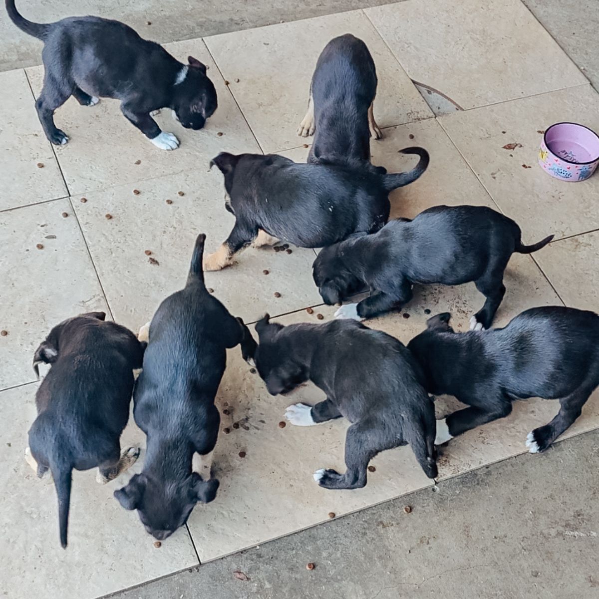 rescued puppies