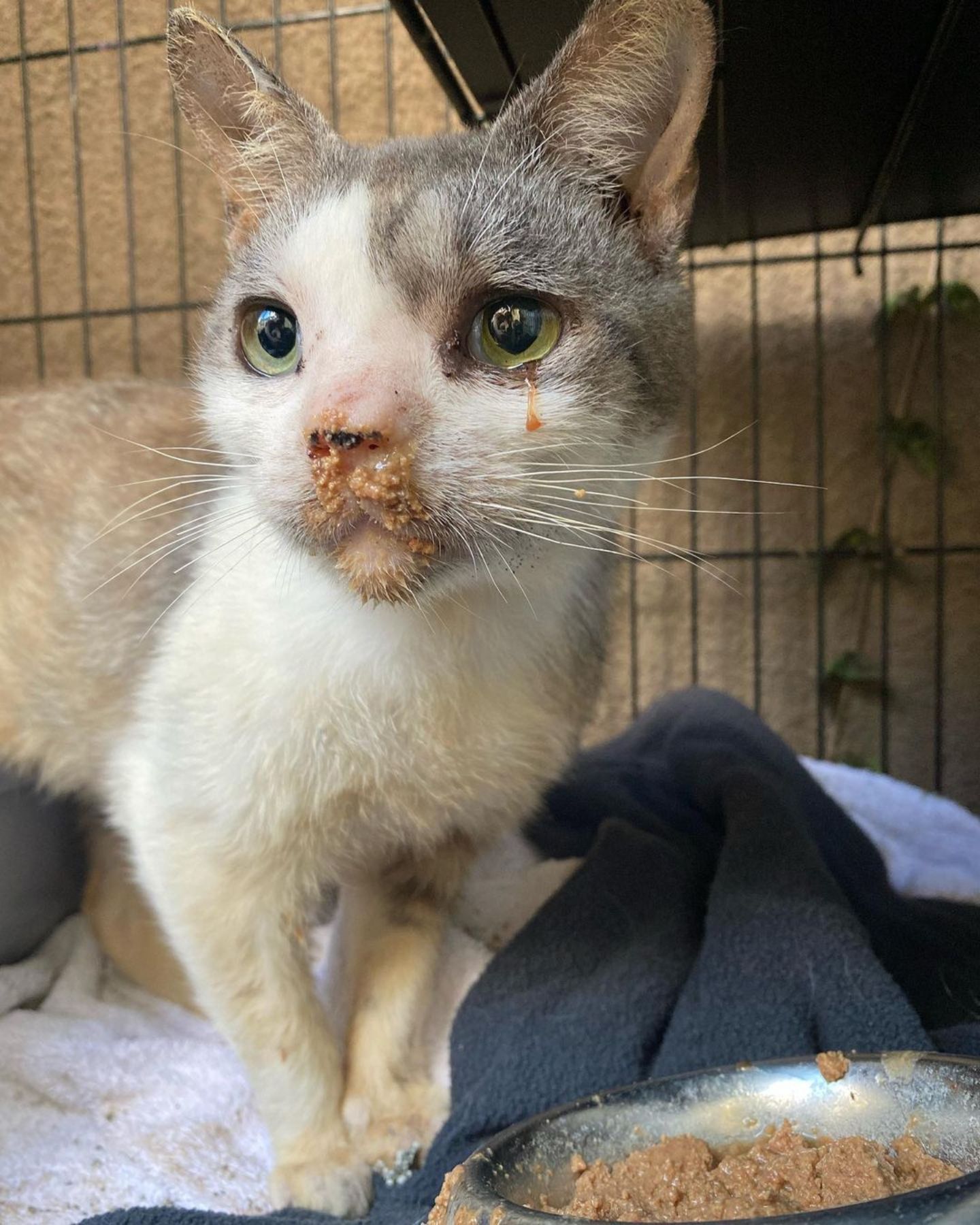 rescued stray cat