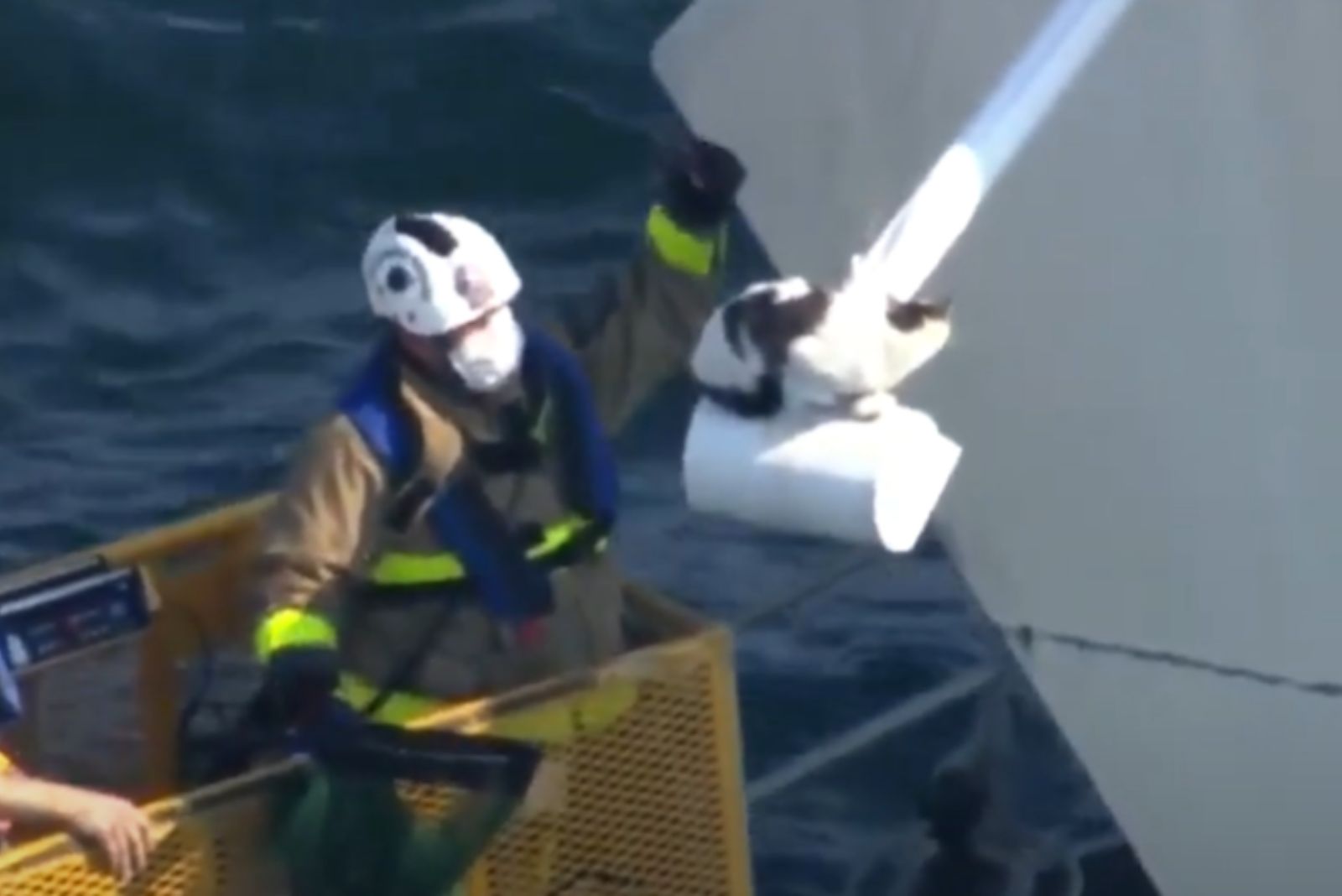 rescuer holding the cat