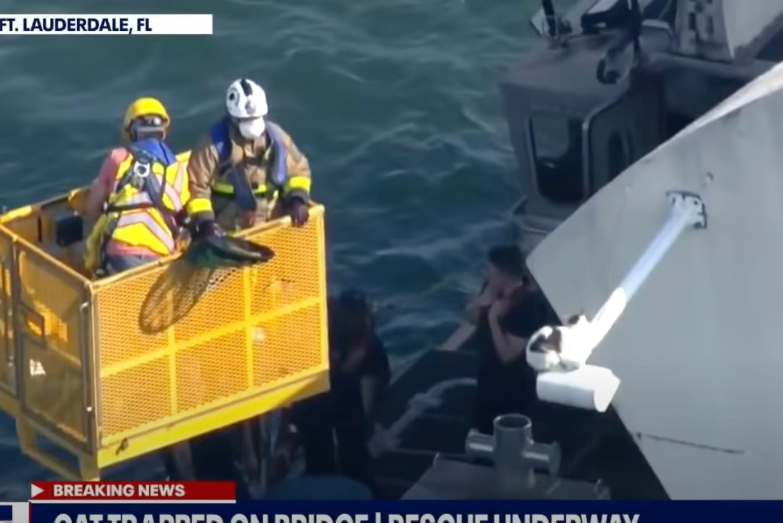 rescuers helping the cat