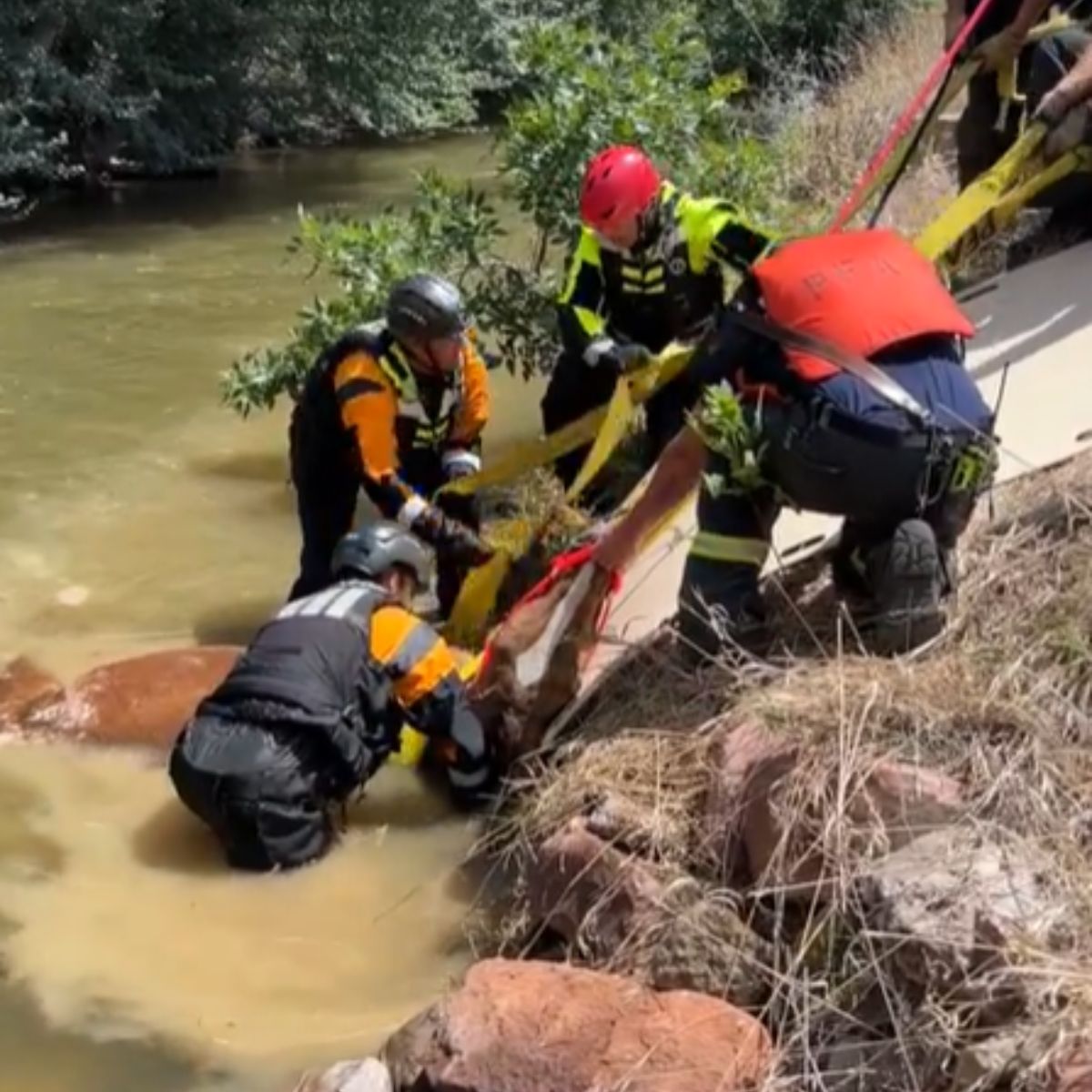 rescuers pull the horse to shore