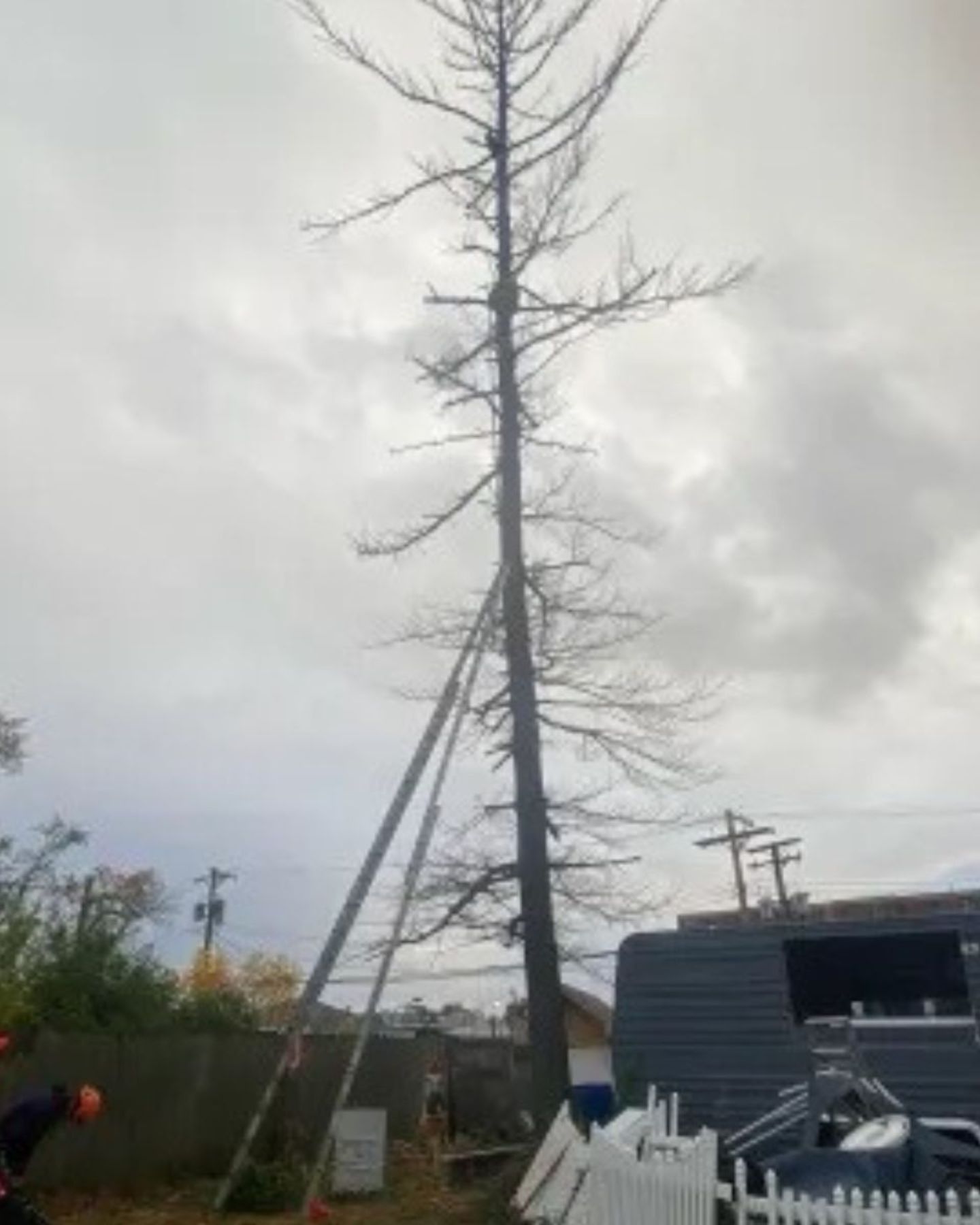 rescuing a cat trapped in a tree