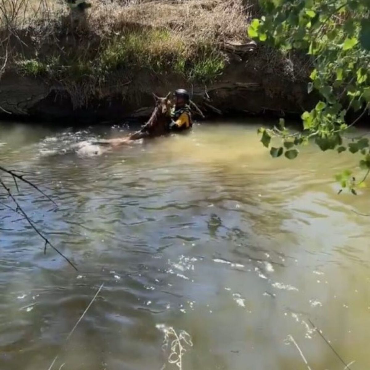 rescuing horses from water