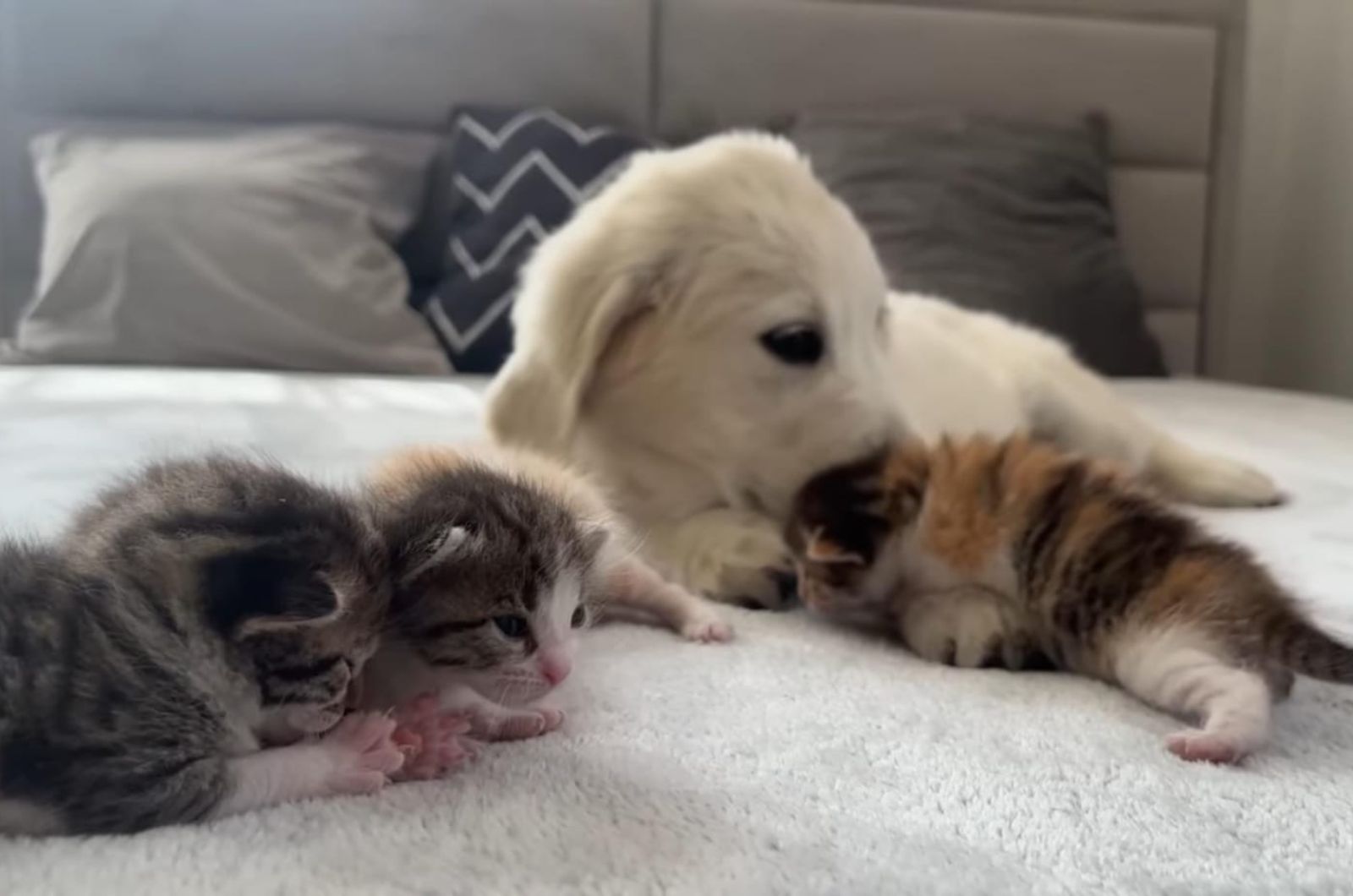 retriever and four kittens