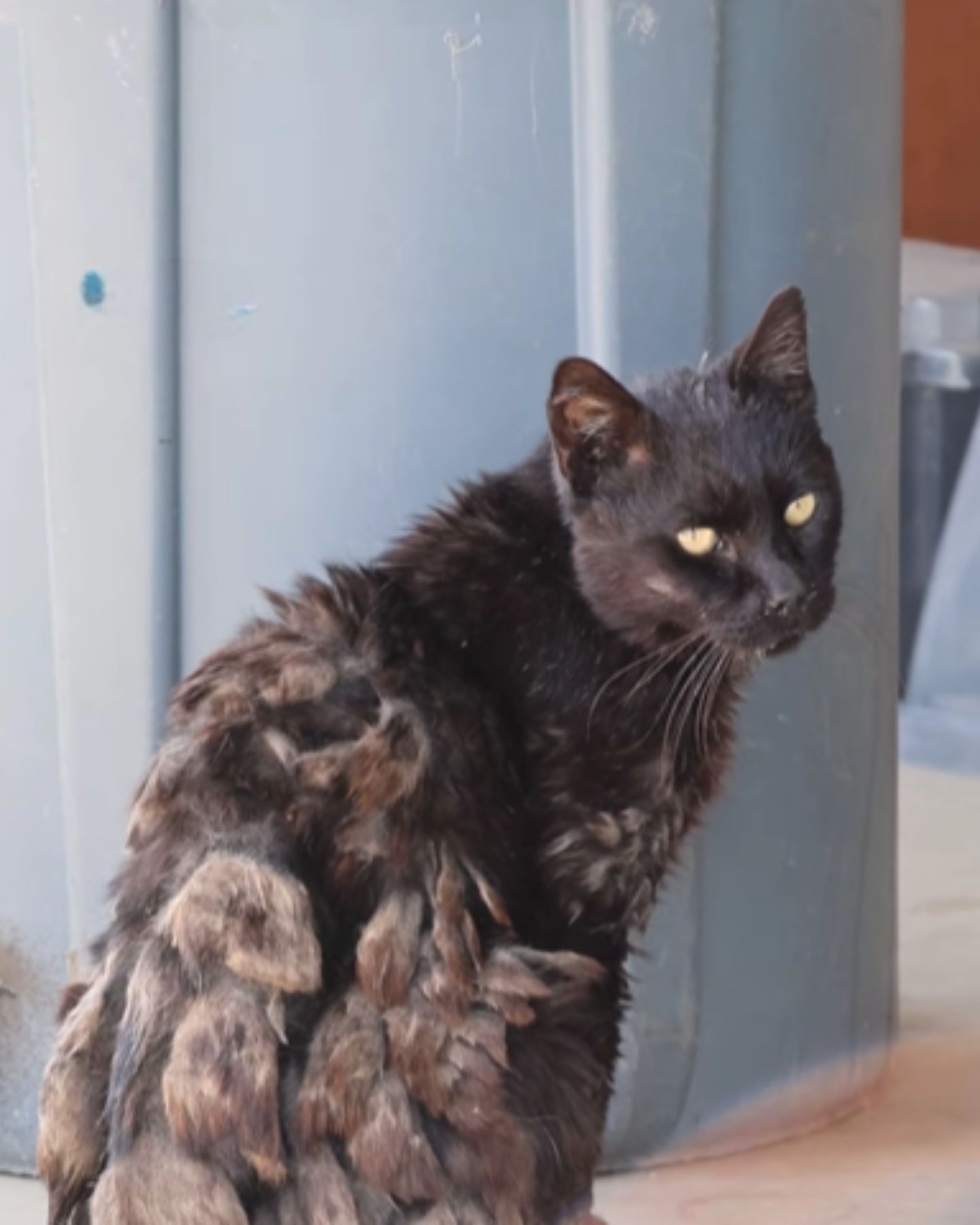 sad Neglected Cat