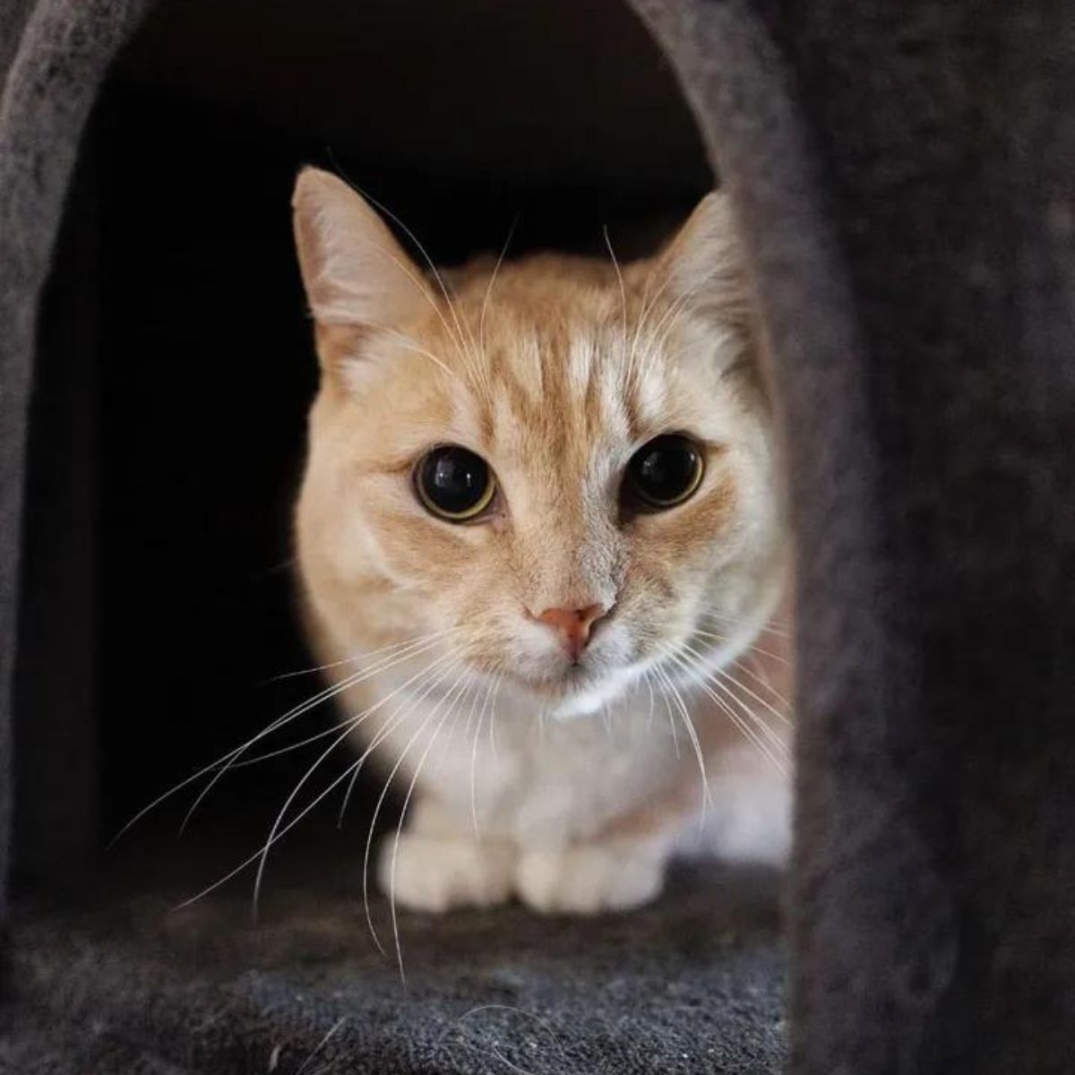 sad cat