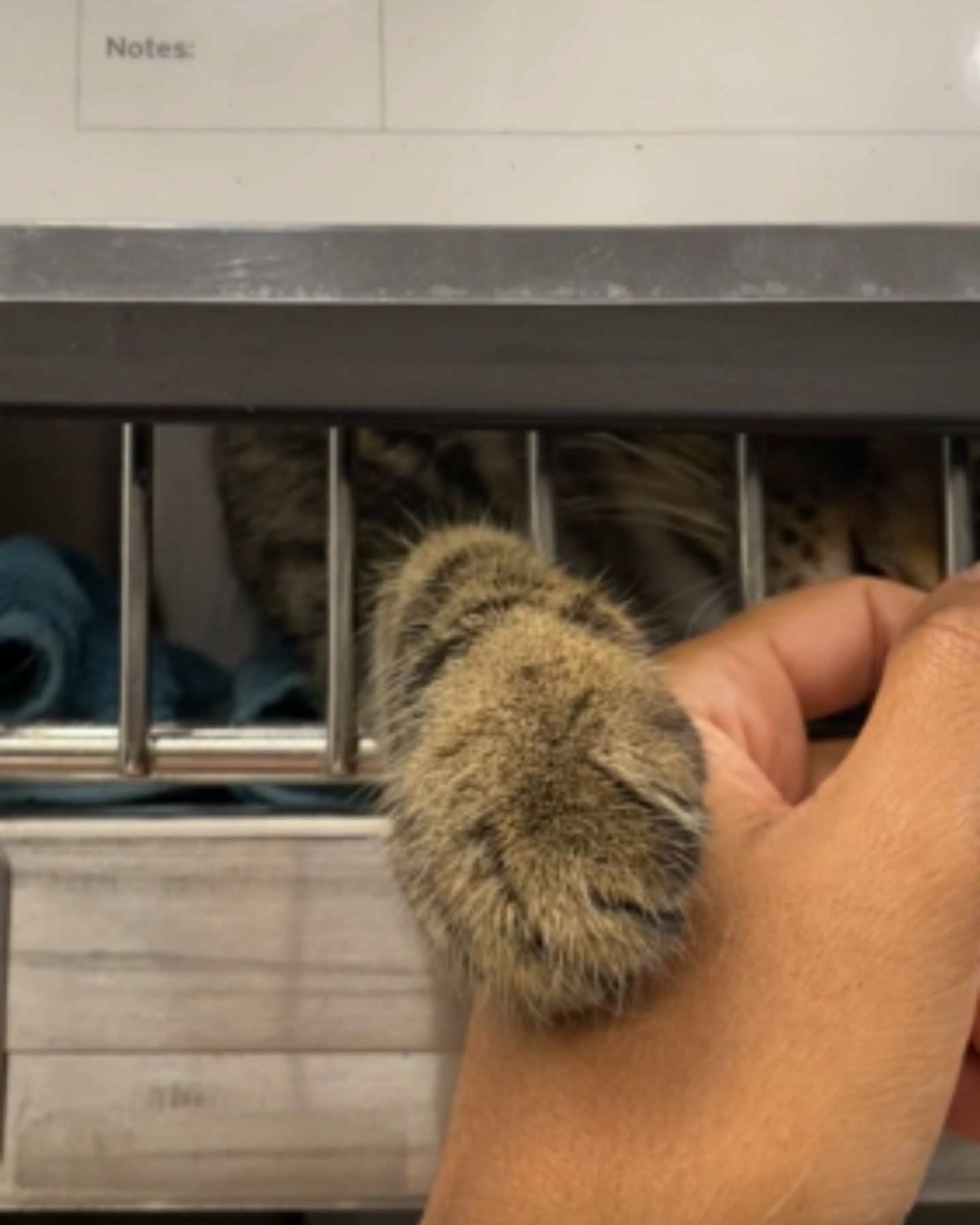 sad cat in the shelter