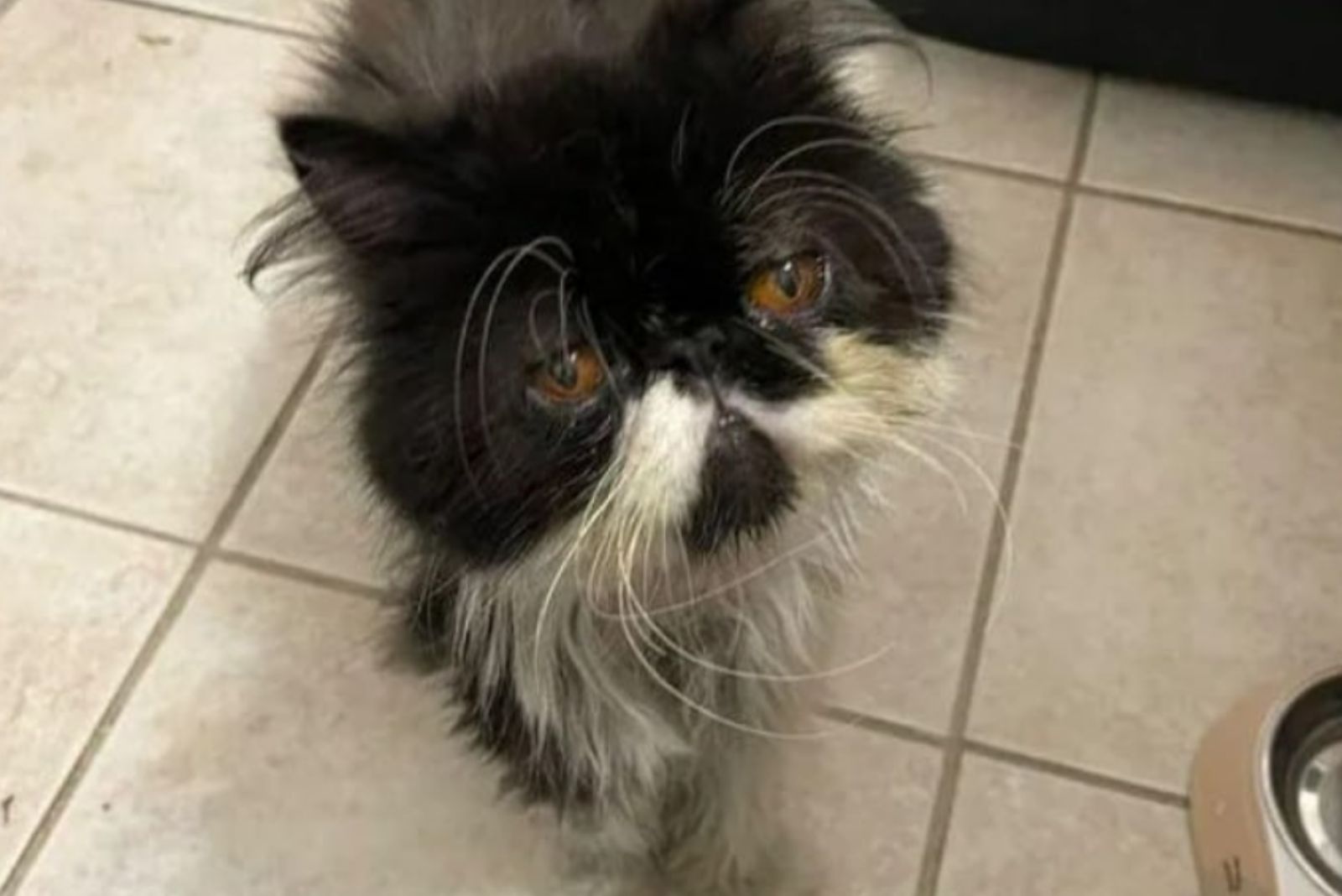 sad cat looking at the camera