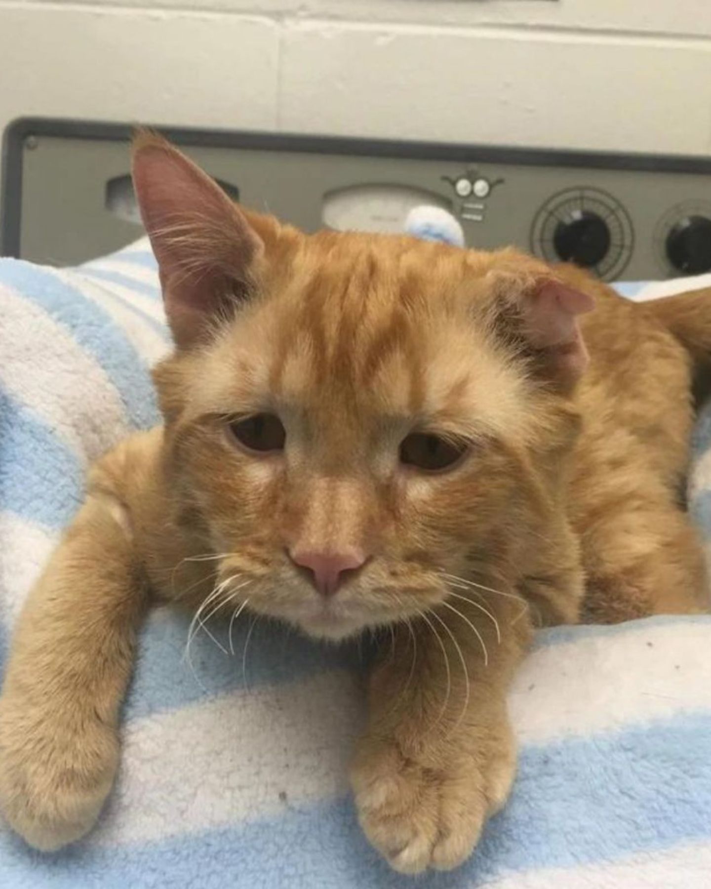 sad cat lying