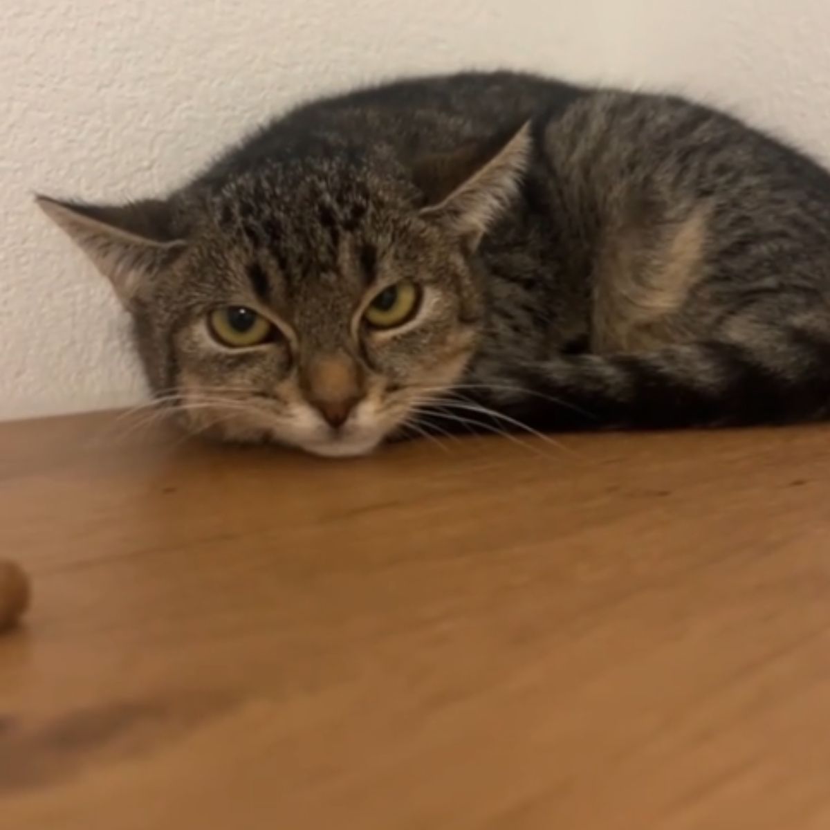 sad cat lying
