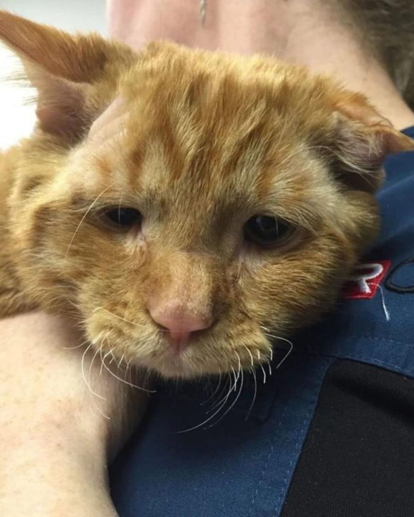 sad cat