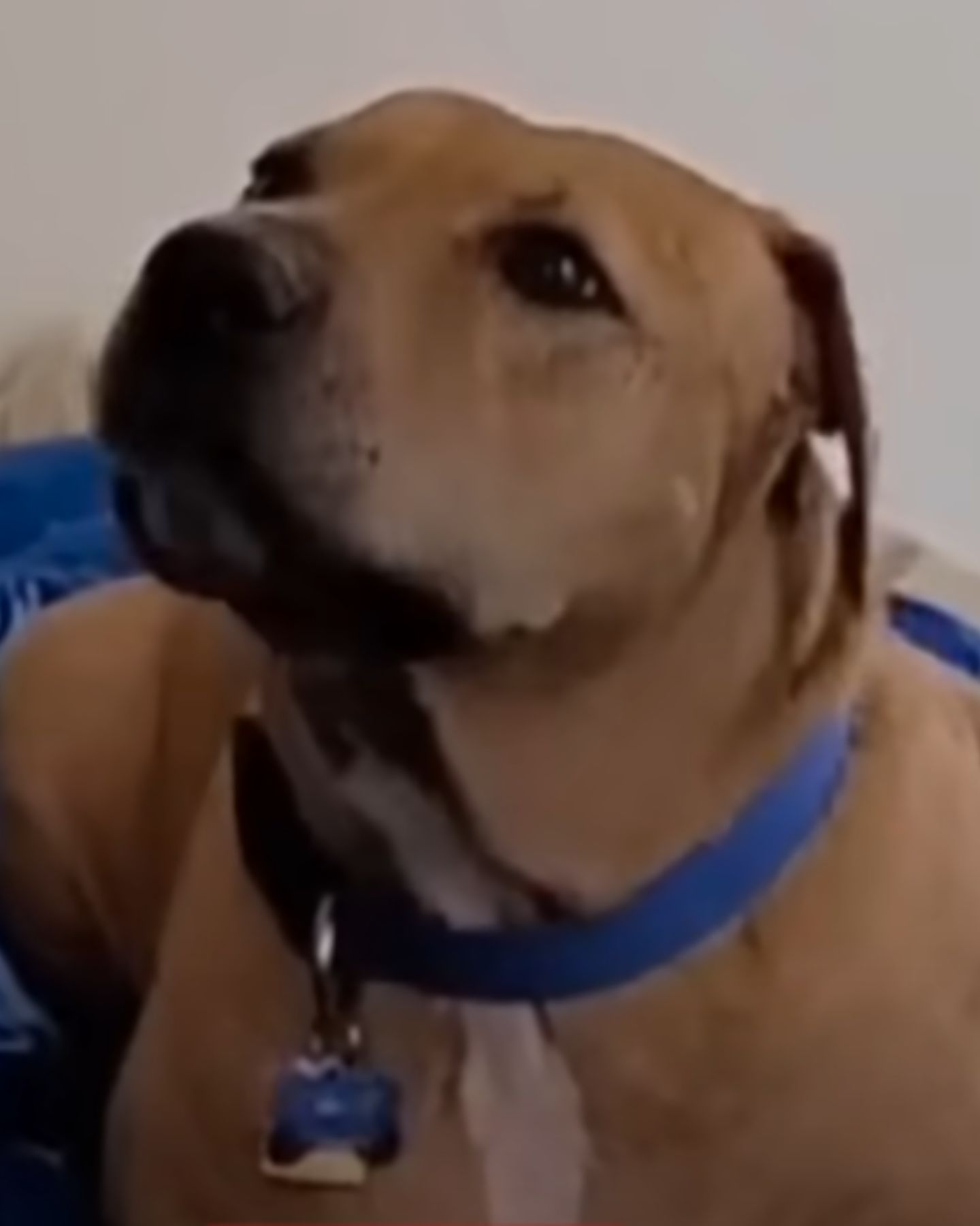 sad dog