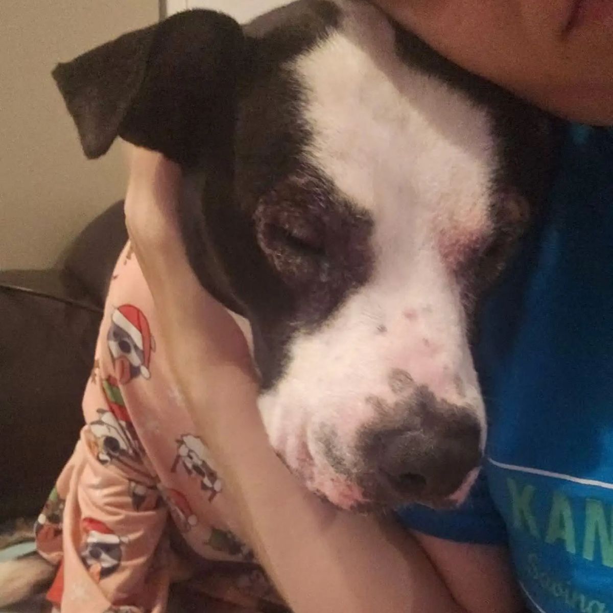 sad dog