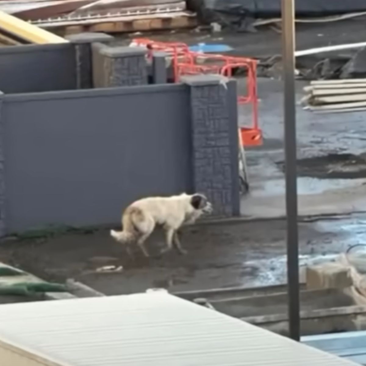 sad dog