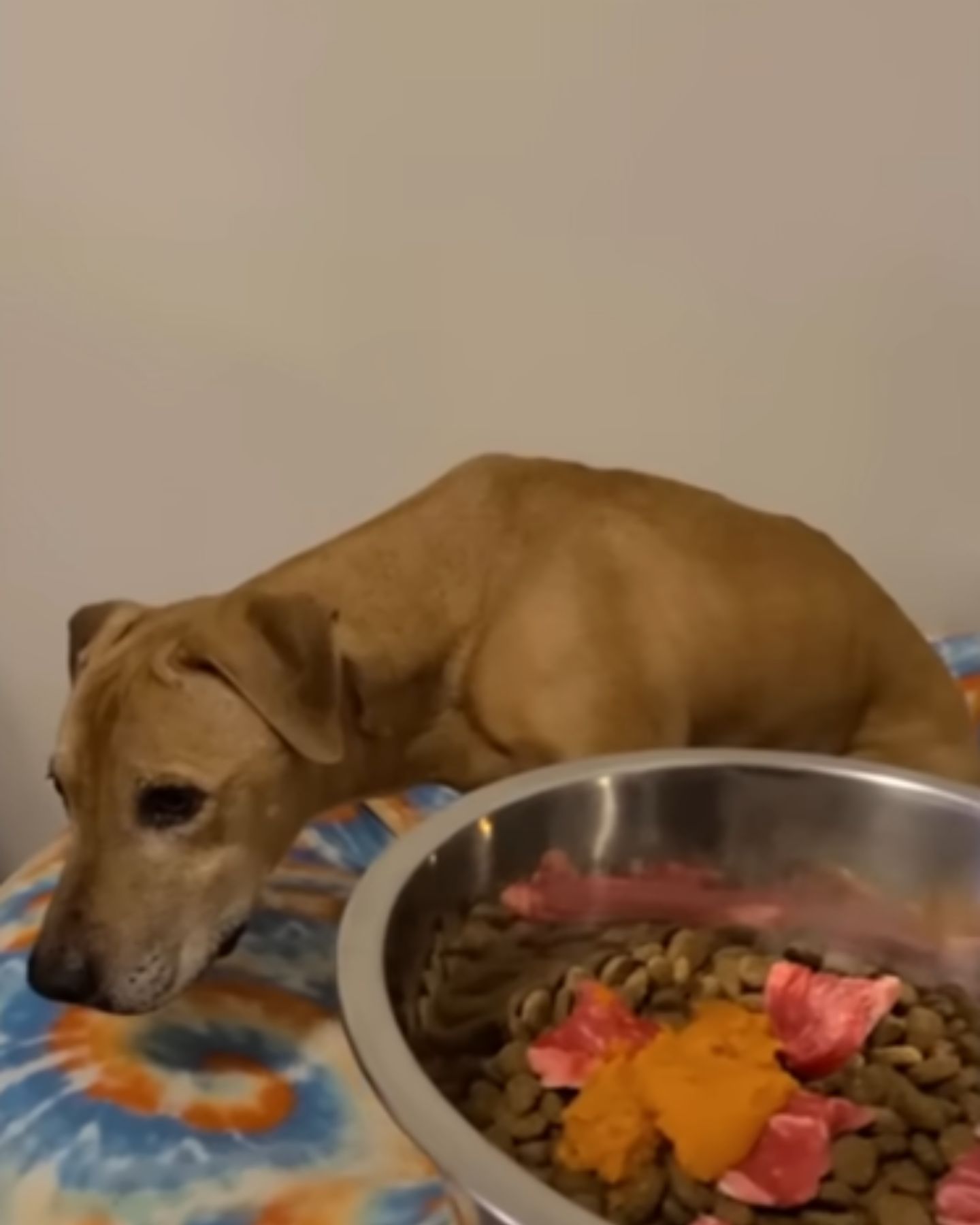 sad dog lying
