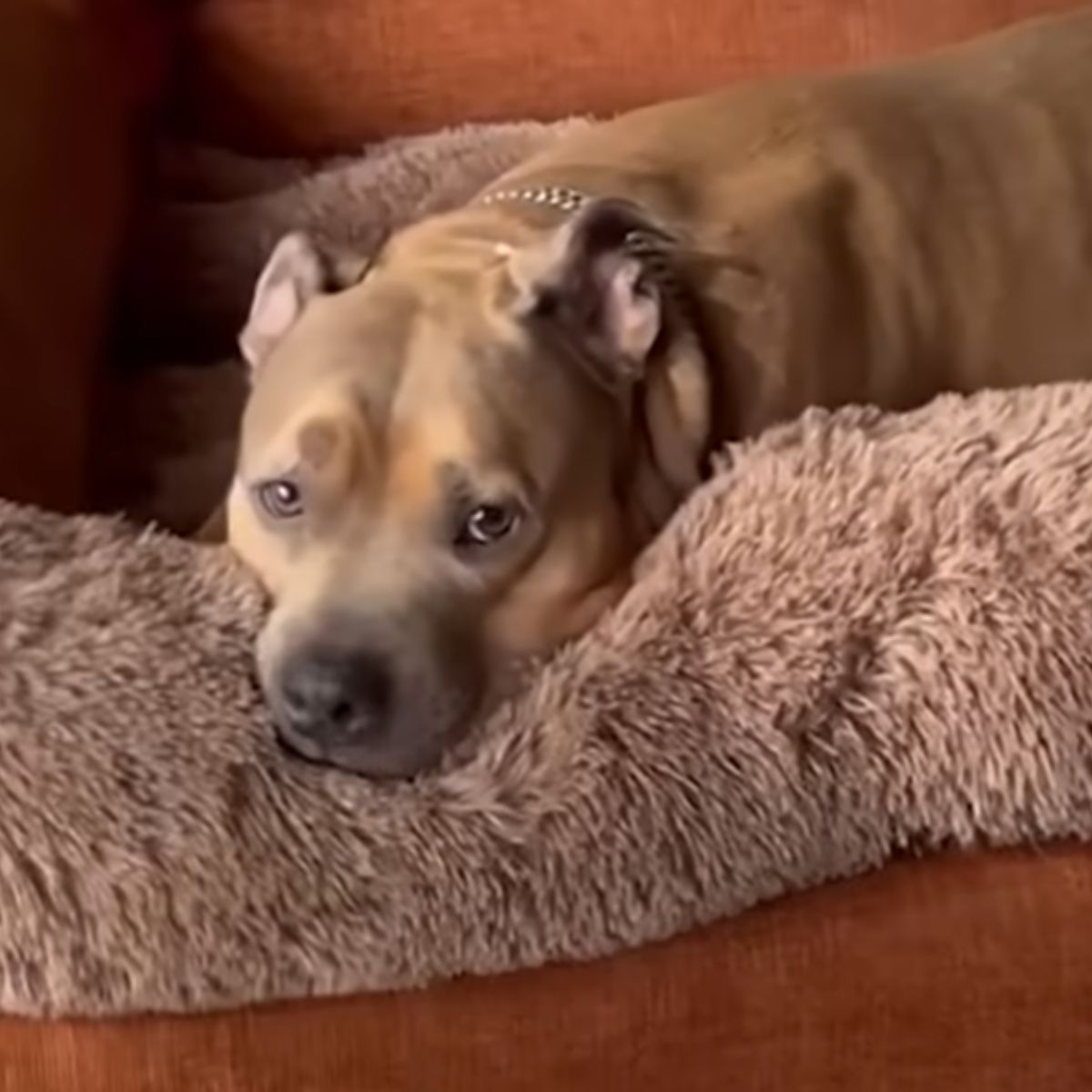 sad dog lying