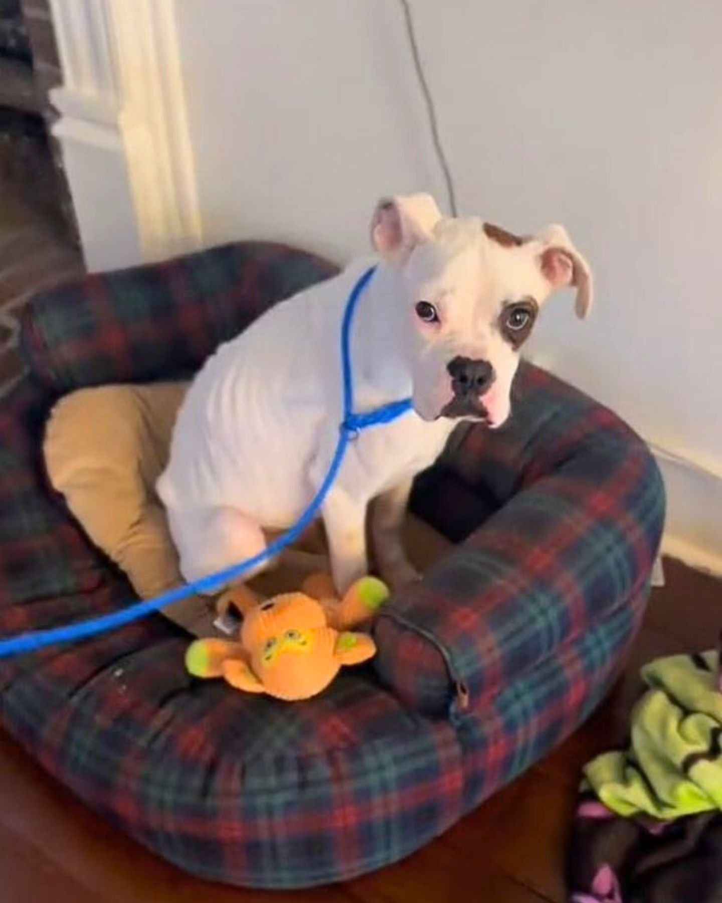 sad dog on a leash