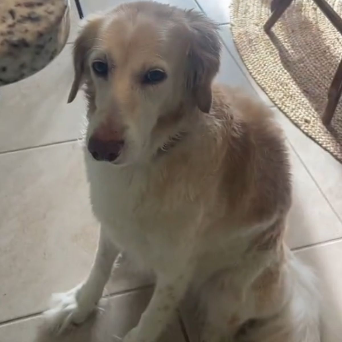 sad dog sitting