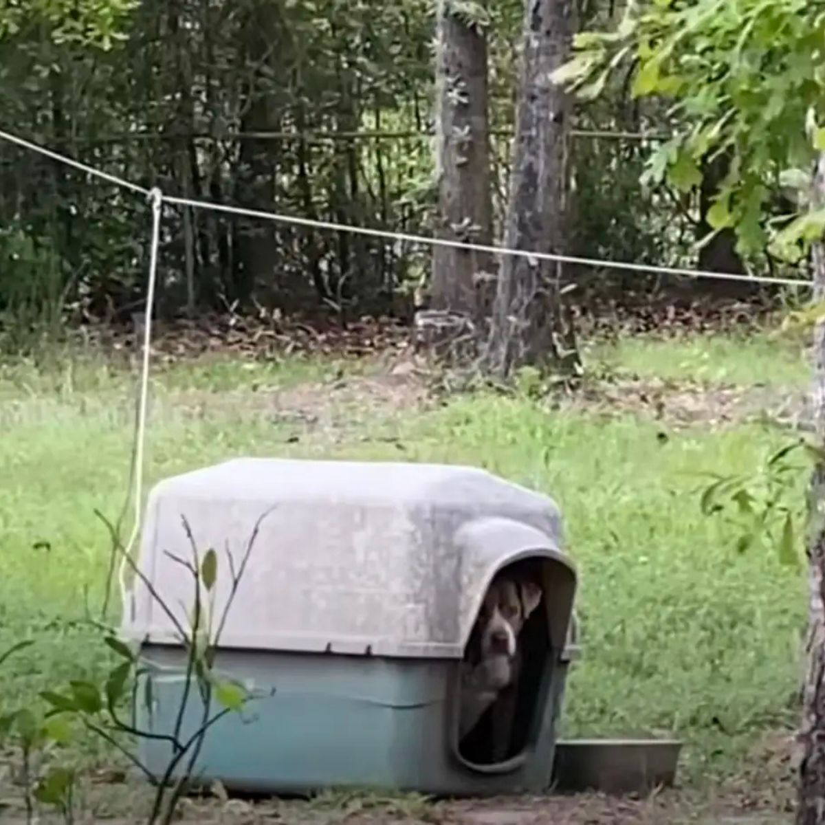 sad dog tied up in yard