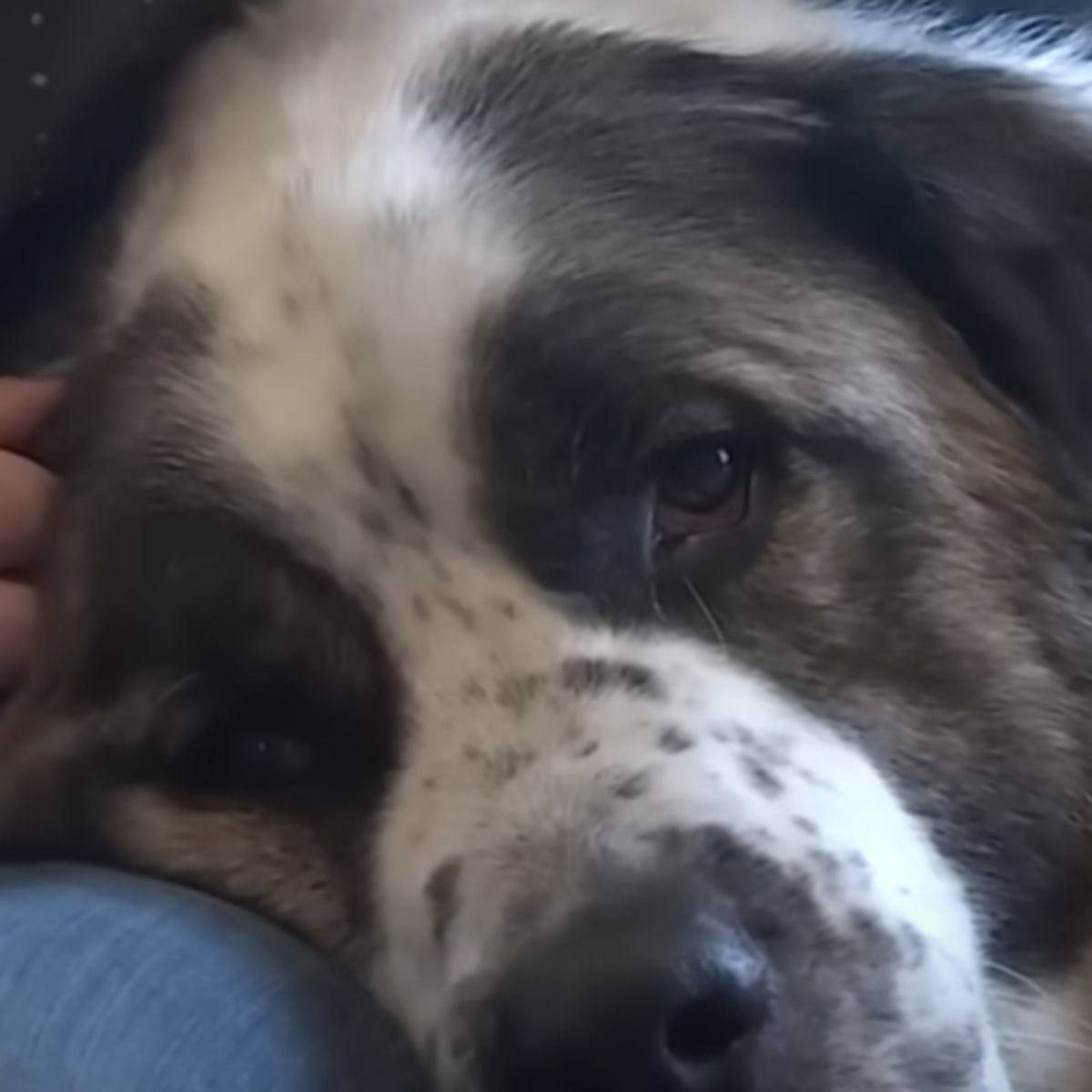 sad eyes of dog