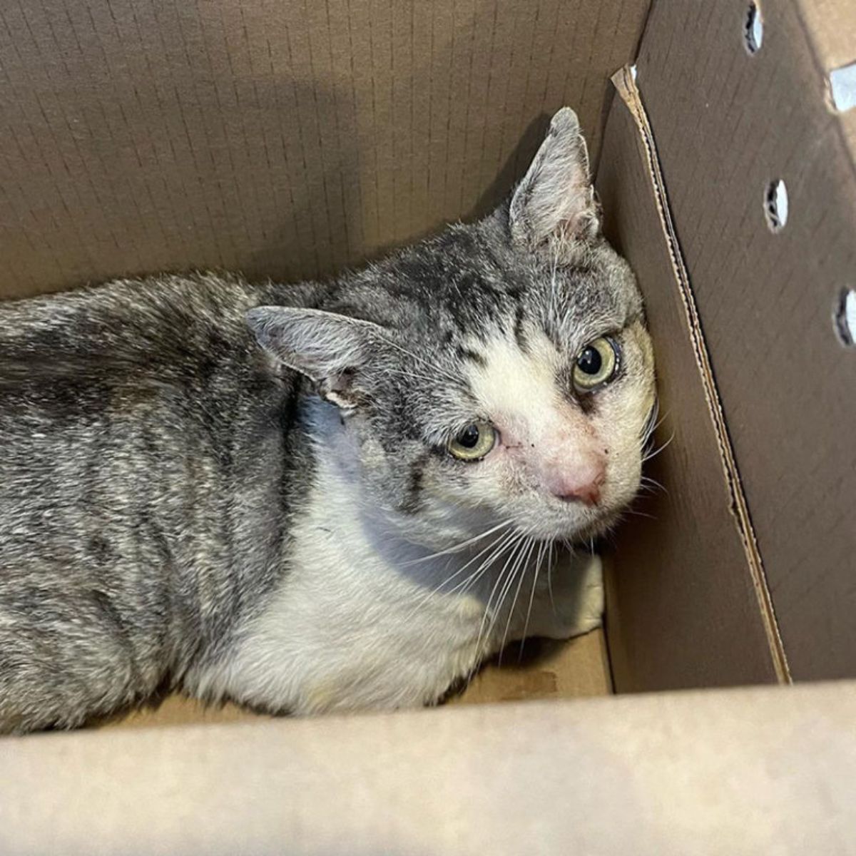 sad injured cat in a box