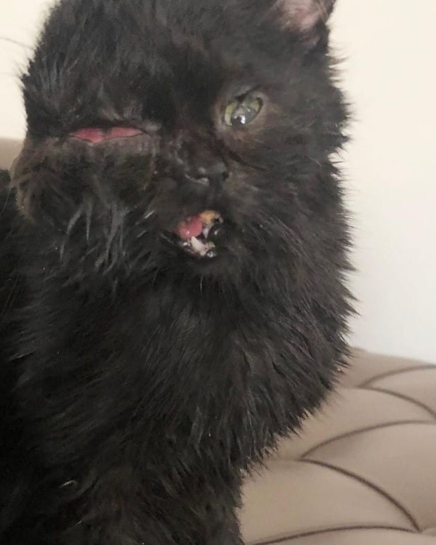 sad kitten with a deformed face