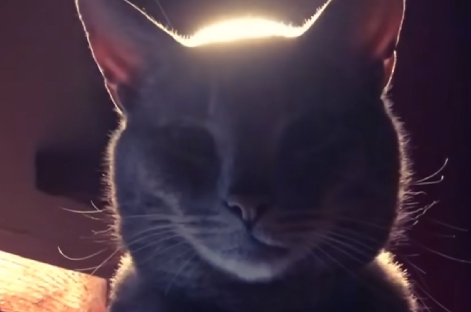 sad lost cat