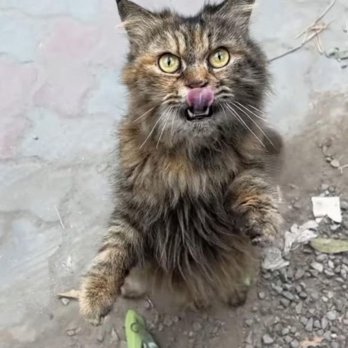 sad mama cat