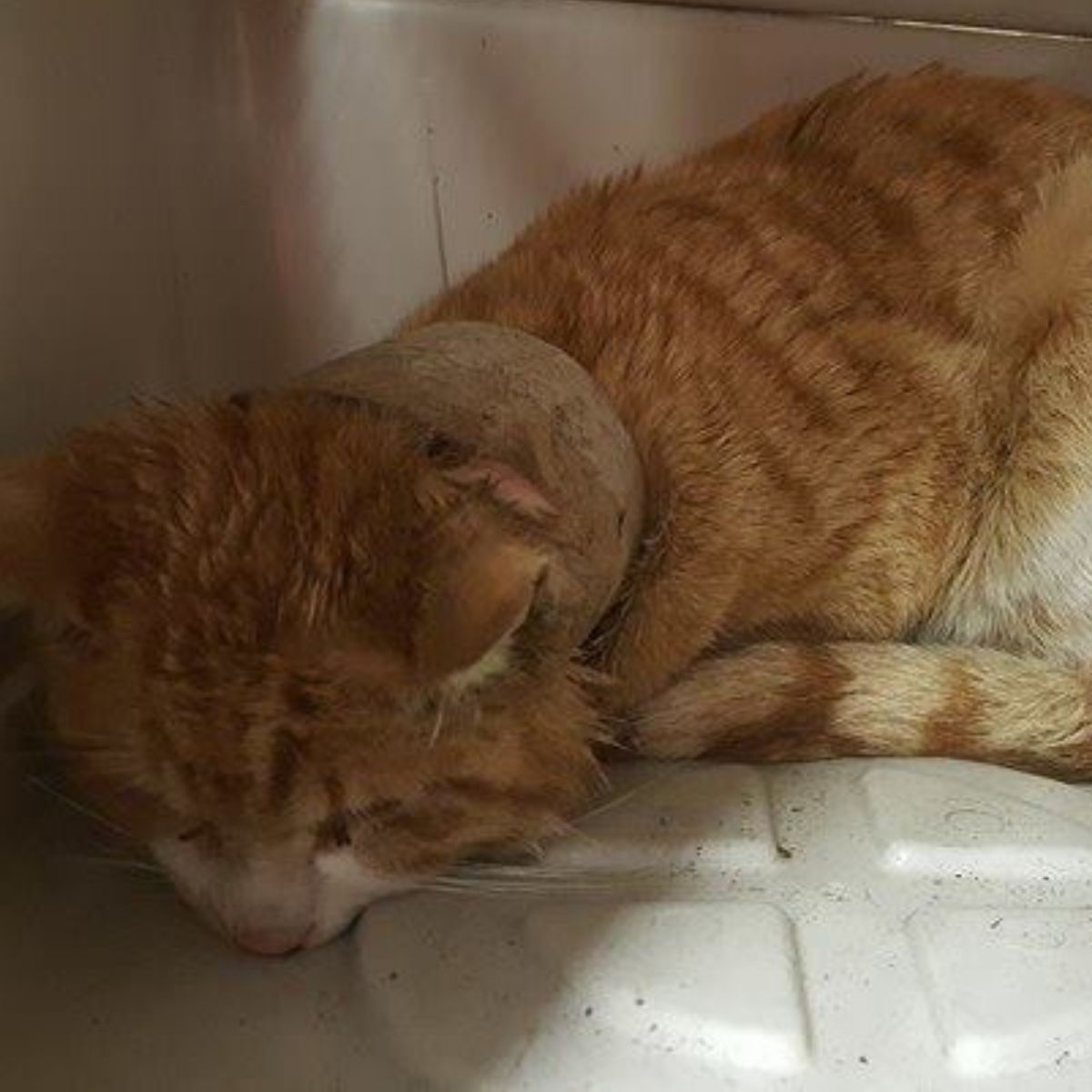 sad orange cat with a ribbon around her neck