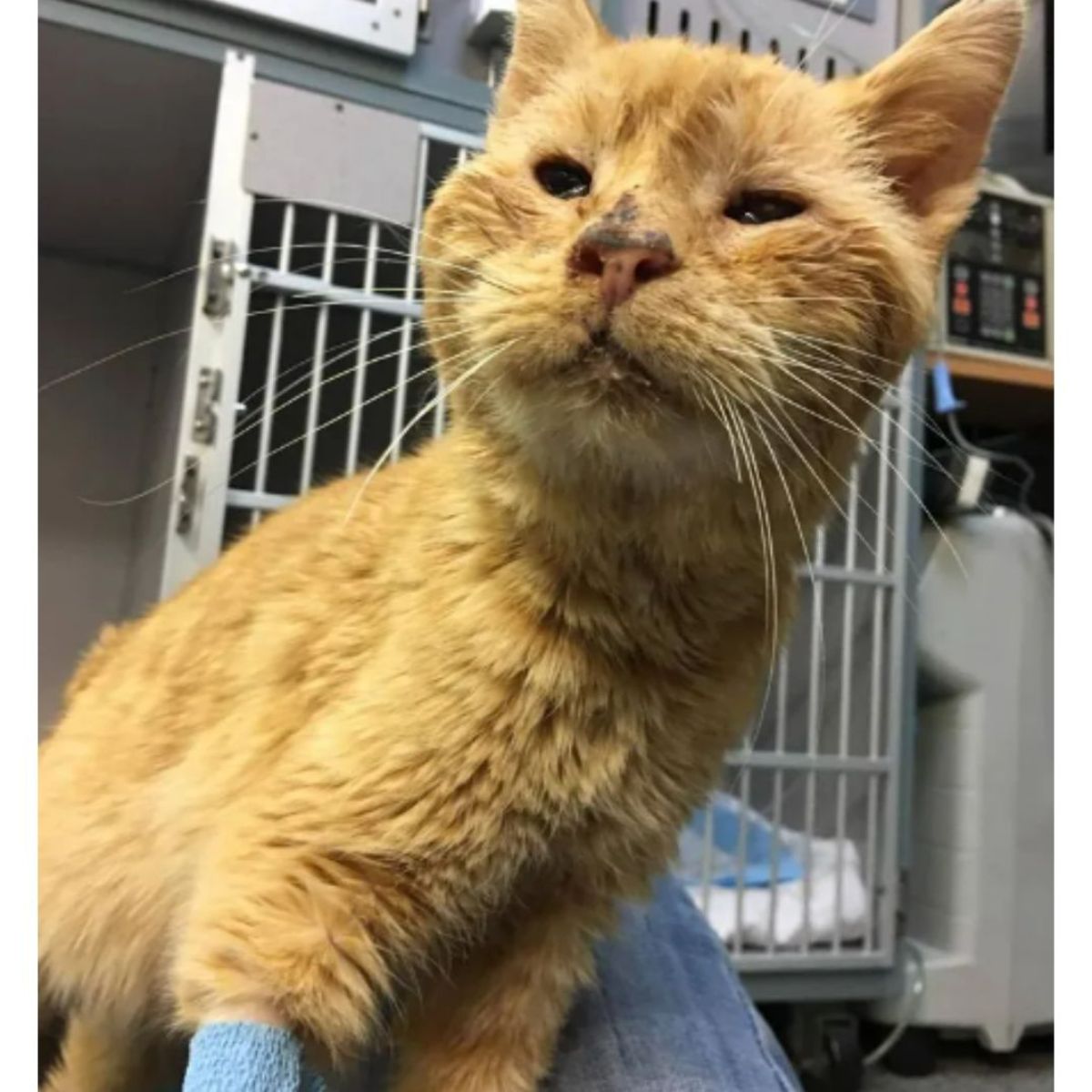 sad orange cat