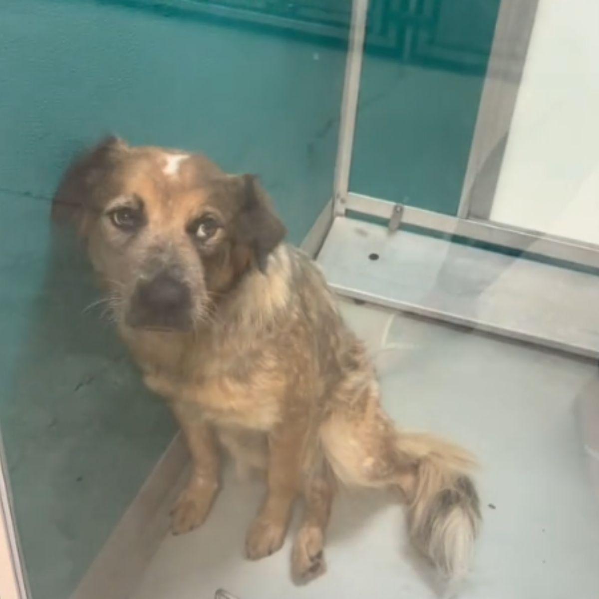 sad pup at the shelter