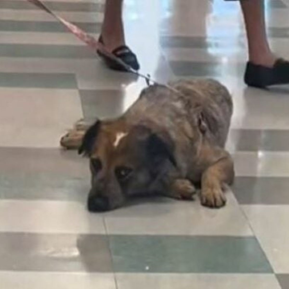 sad pup lying