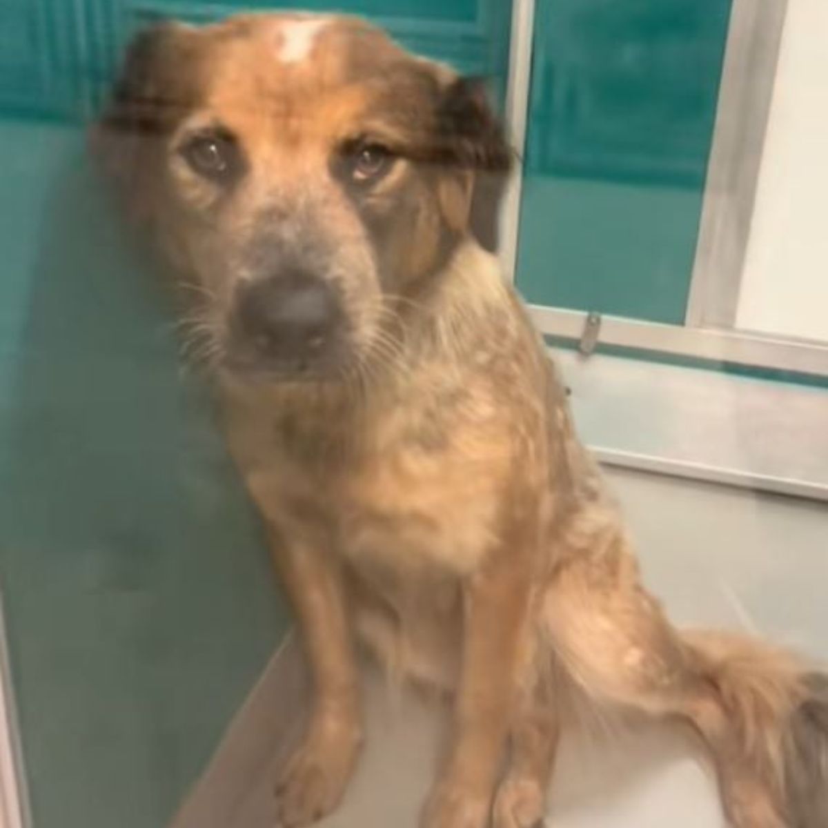 sad pup