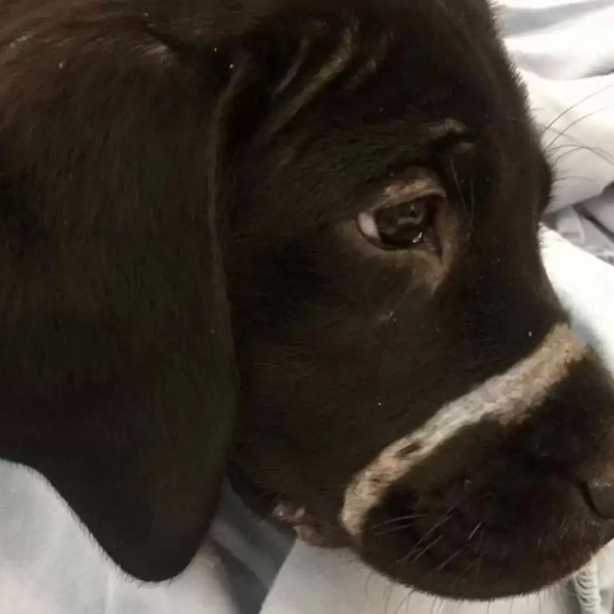 sad puppy